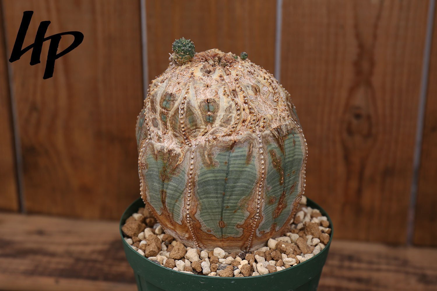 オベサ鉄甲　実生　ユーフォルビア・オベサ　綴化　検）グラキリス　アガベ　パキプス オベサ鉄甲 実生 ユーフォルビア・オベサ 綴化 検）グラキリス アガベ