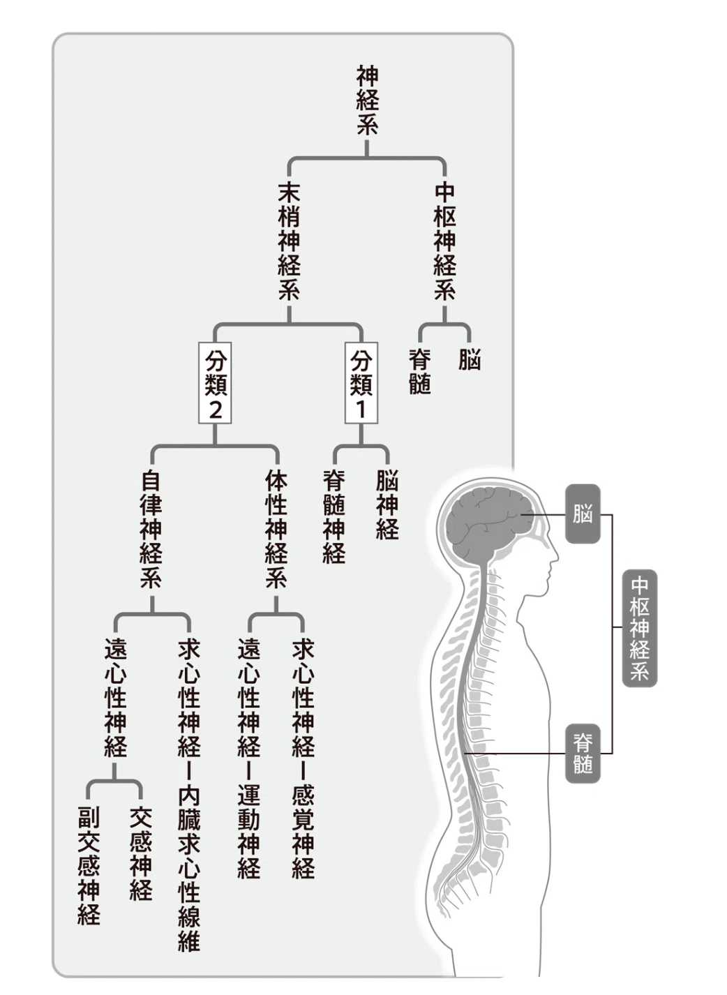 神経系の分類図。中枢神経系と末梢神経系、末梢神経系の中の体性神経系と自律神経系、さらに求心性・遠心性の区分を示す