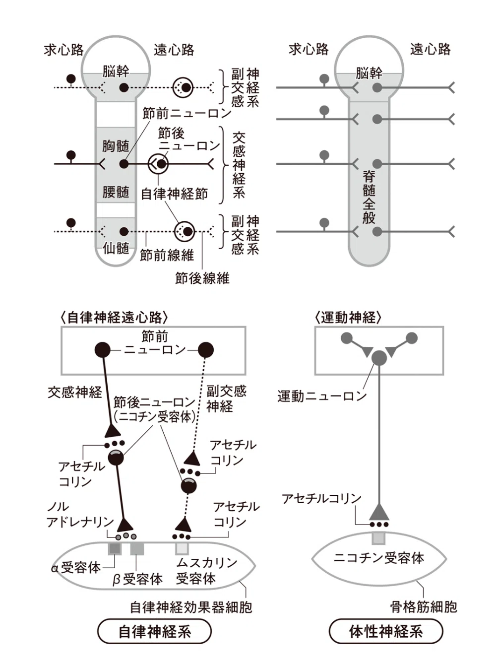 体性神経と自律神経の伝達経路の違いを比較した図。自律神経では遠心路の途中に神経節を介する