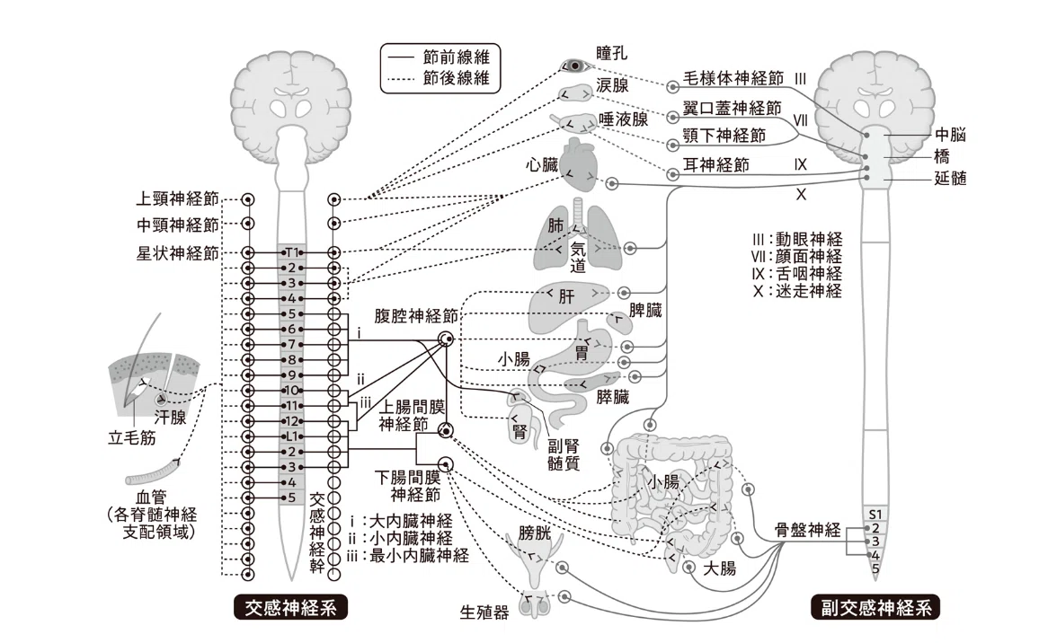 交感神経・副交感神経がそれぞれの臓器に及ぼす作用をまとめた表