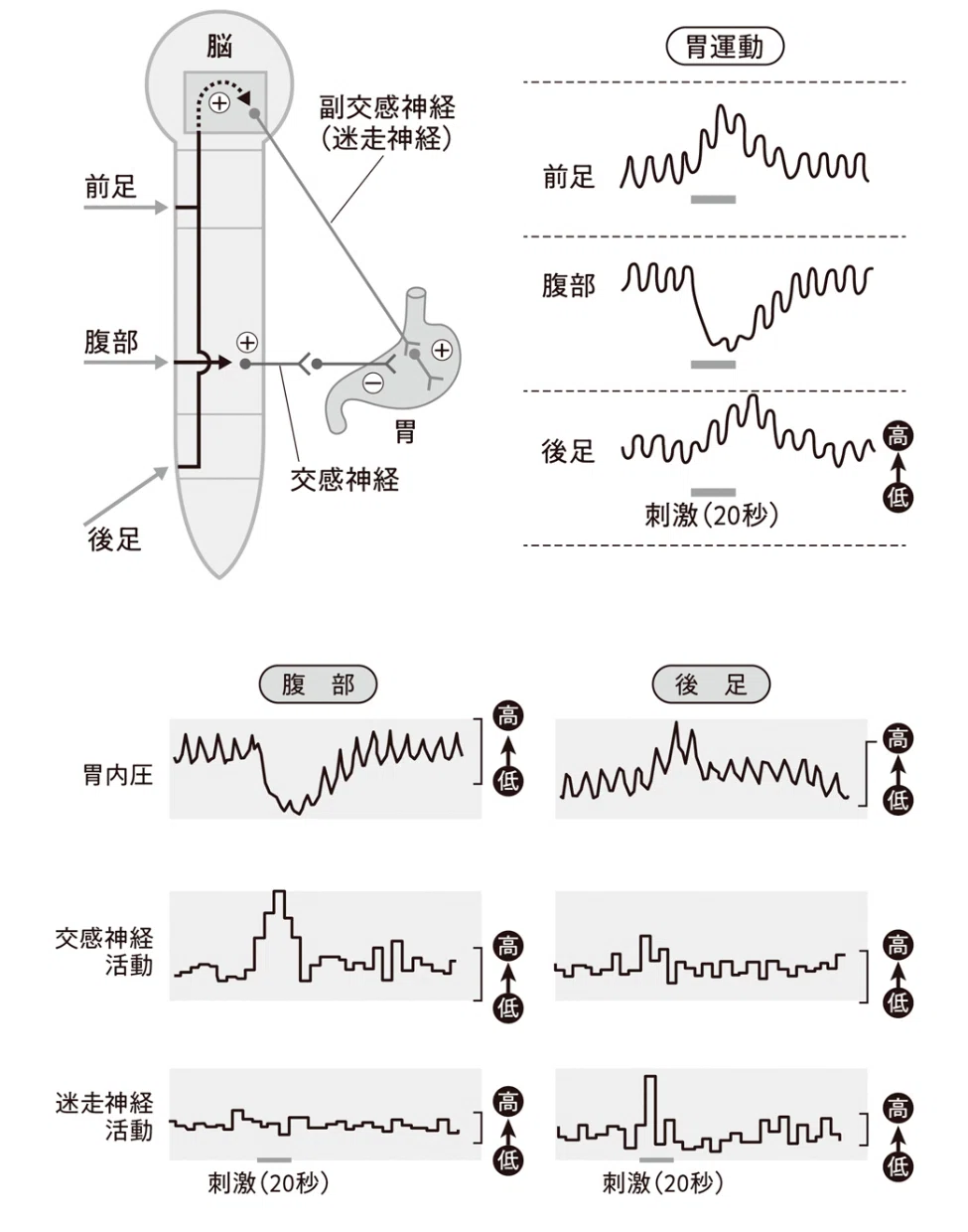 皮膚刺激の部位によって胃の運動が抑制または促進されることを示した実験結果の図