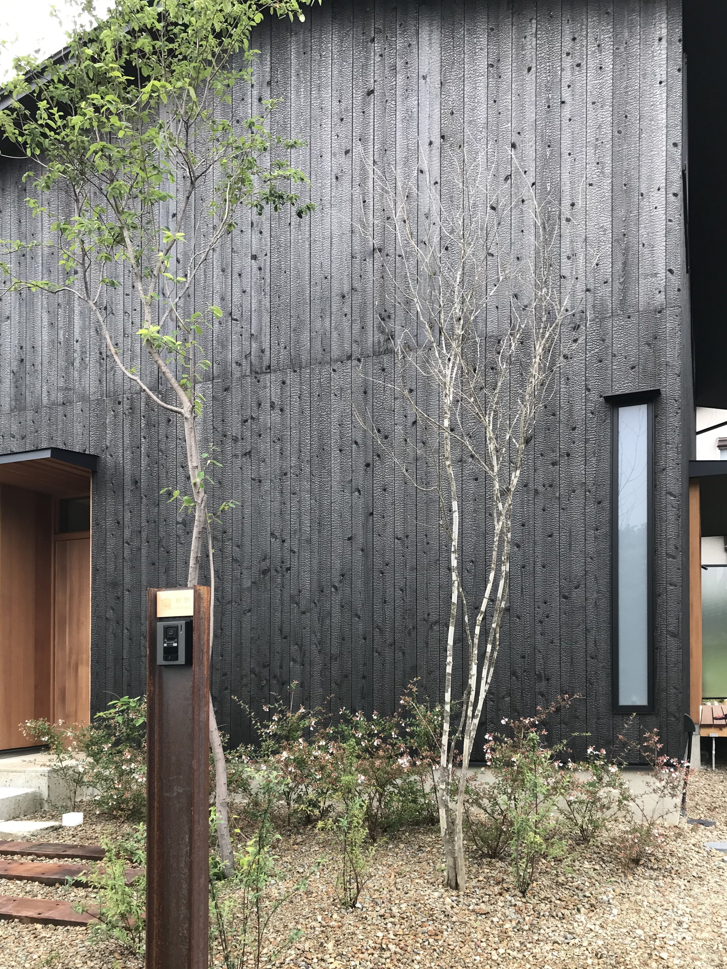 72 山採り　アオダモ 72 山採り アオダモ 72 山採り アオダモ 山採り天然アオダモ72