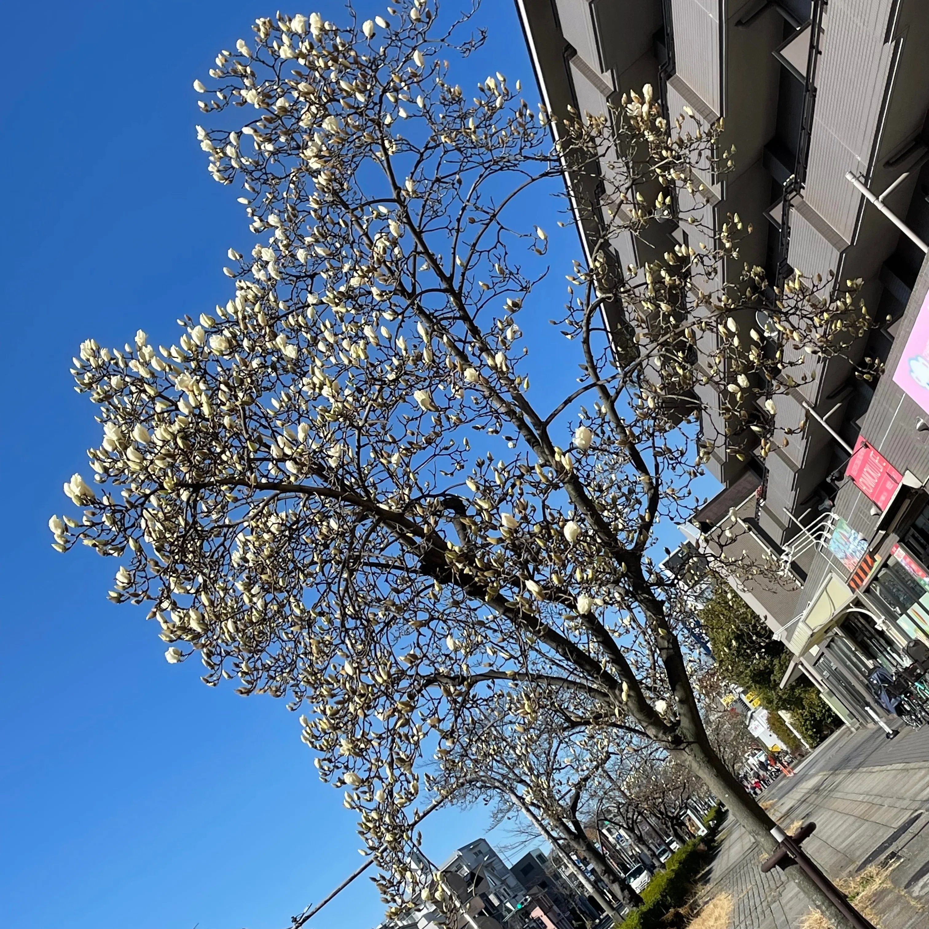 本牧通りの木蓮3｜sawadaFUSEN