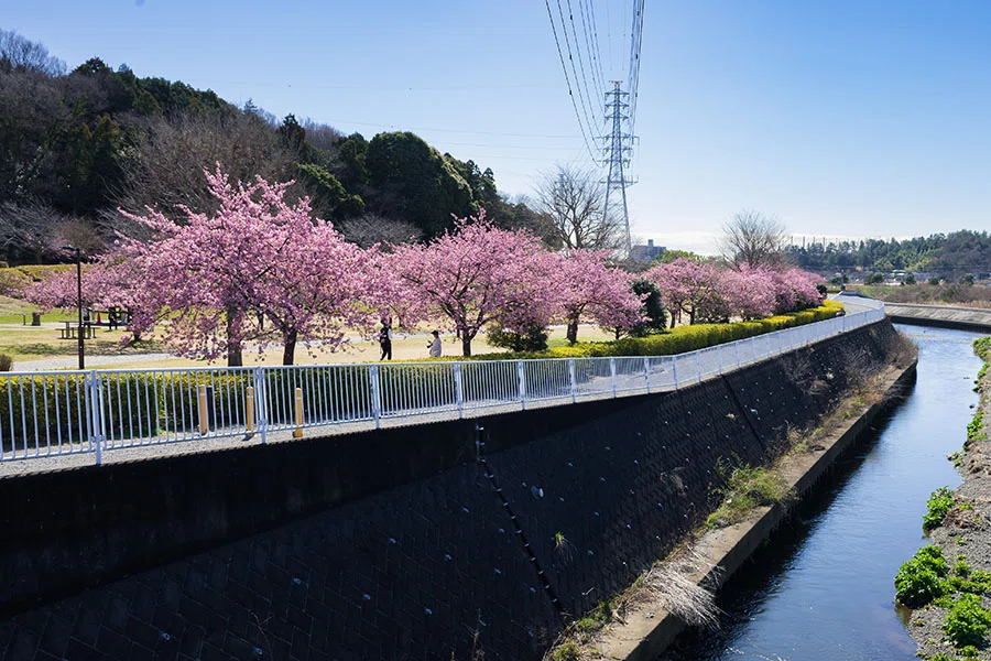 引地川親水公園の河津桜｜borichan | 旅するカメラ