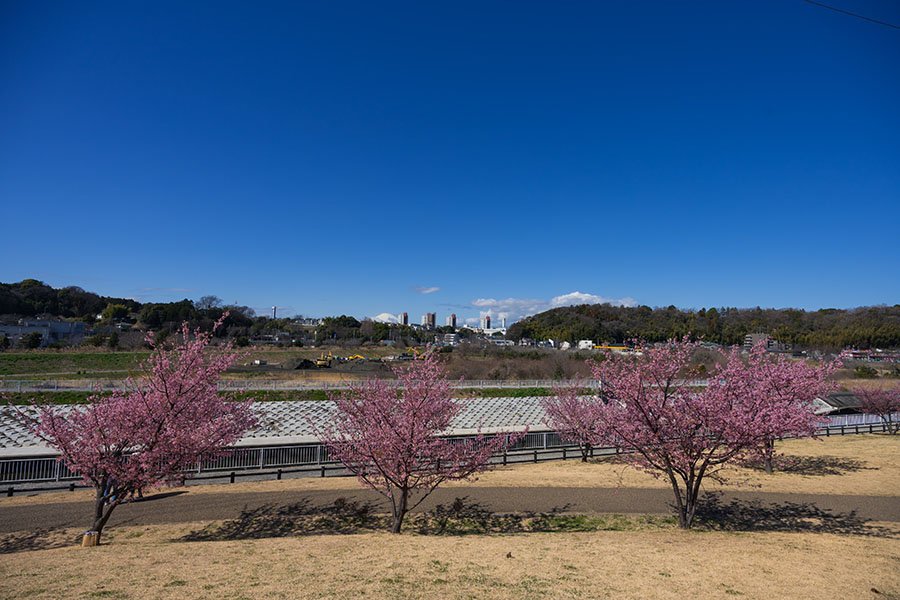 引地川親水公園の河津桜｜borichan | 旅するカメラ
