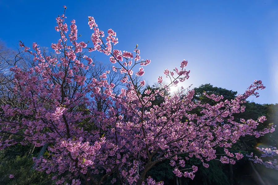 引地川親水公園の河津桜｜borichan | 旅するカメラ