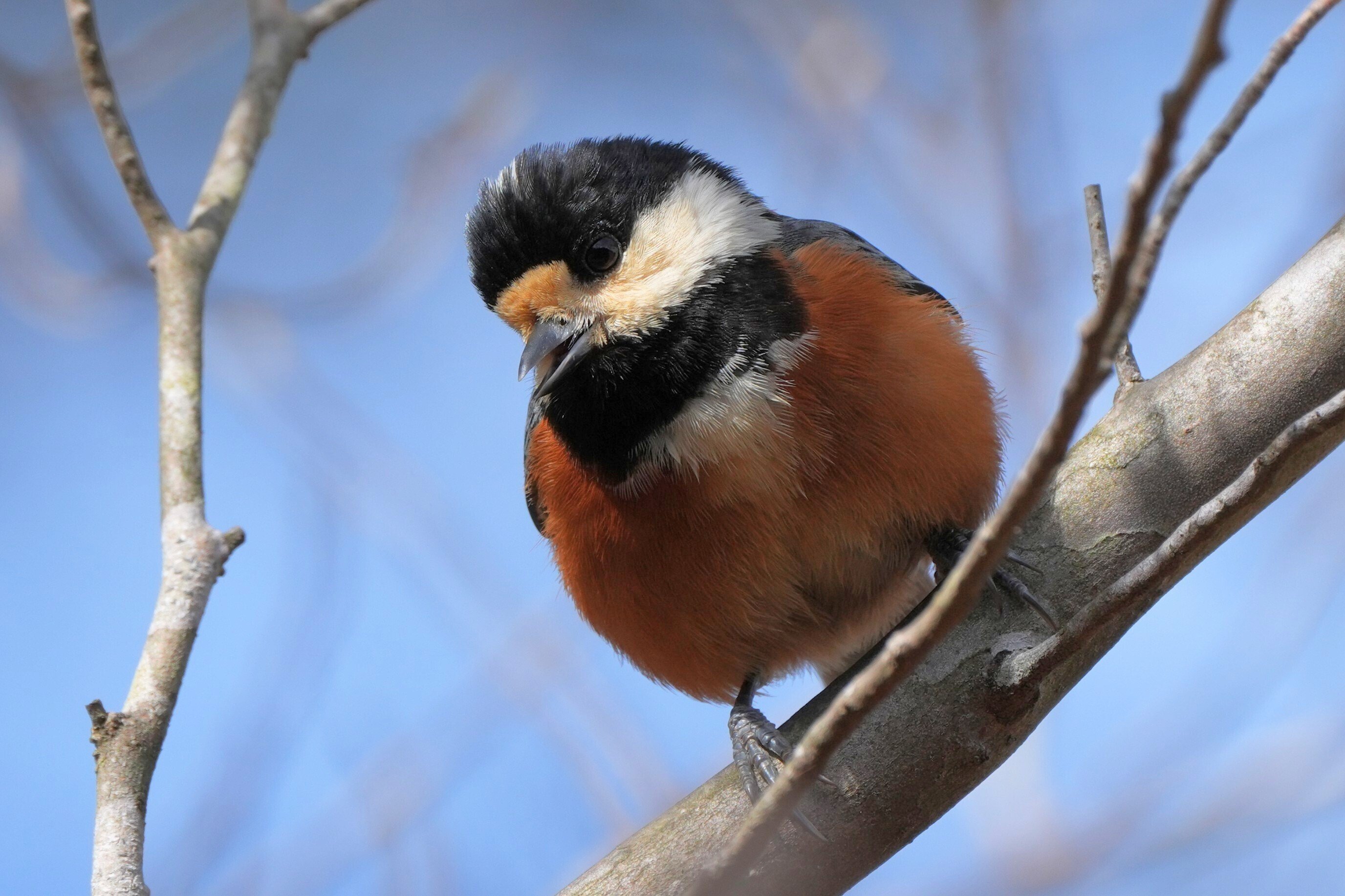 今日の鳥撮り散歩🚶ヤマガラ山へヤマガラに会いに🐦｜めい