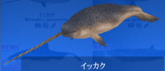 「伝説の一角獣」（イッカク） イッカクってなに？？ユニコーンみたいな不思議ないきもの 海が
