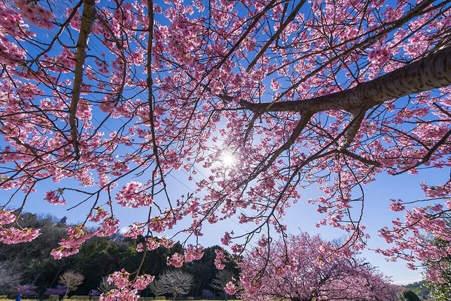引地川親水公園の河津桜｜borichan | 旅するカメラ