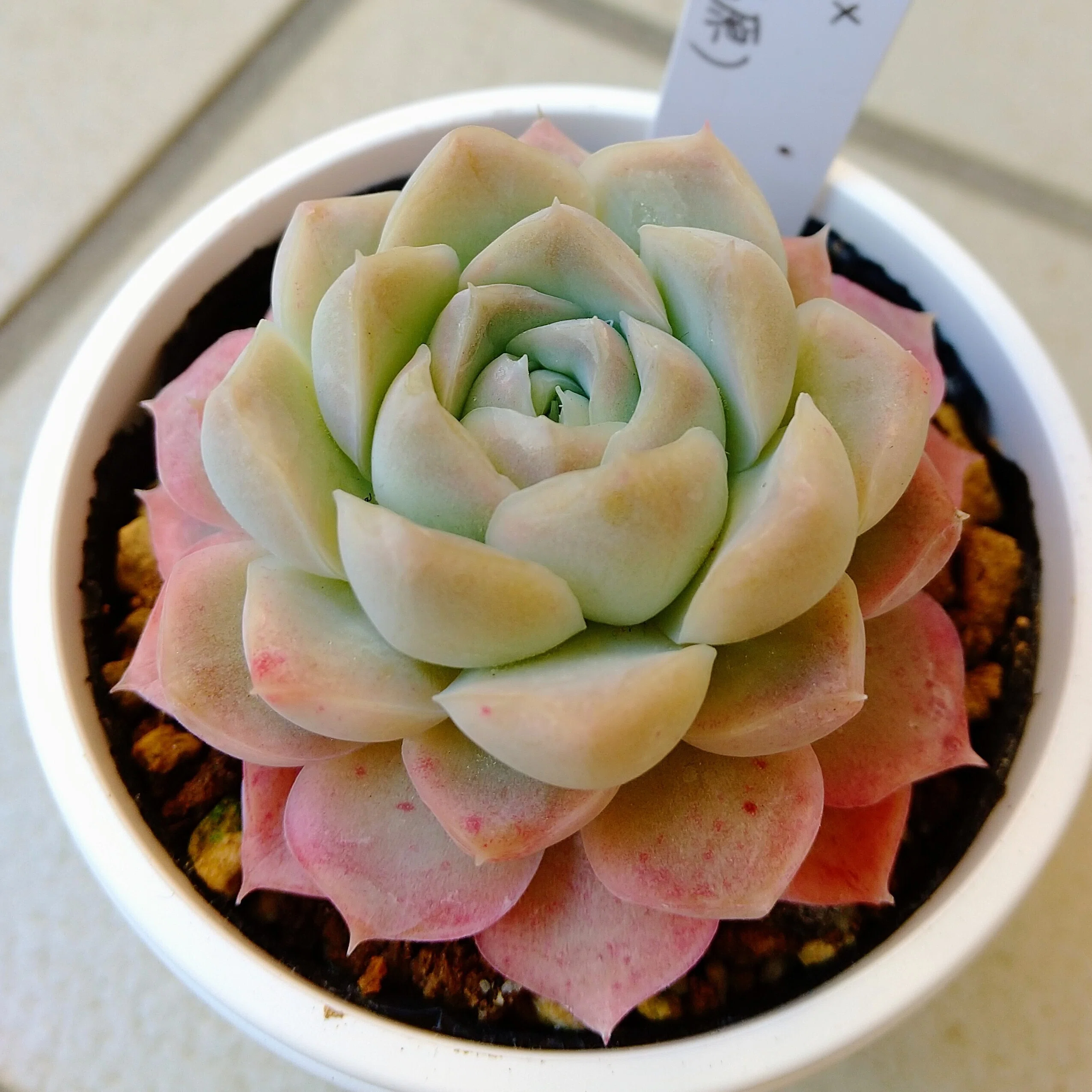 ヒアリナ×ヒューミリス 実生苗 多肉植物 エケベリア エケベリア ヒアリナ Echeveria hyalinaのショッピング｜多肉植物図鑑 エケベリア・セダム