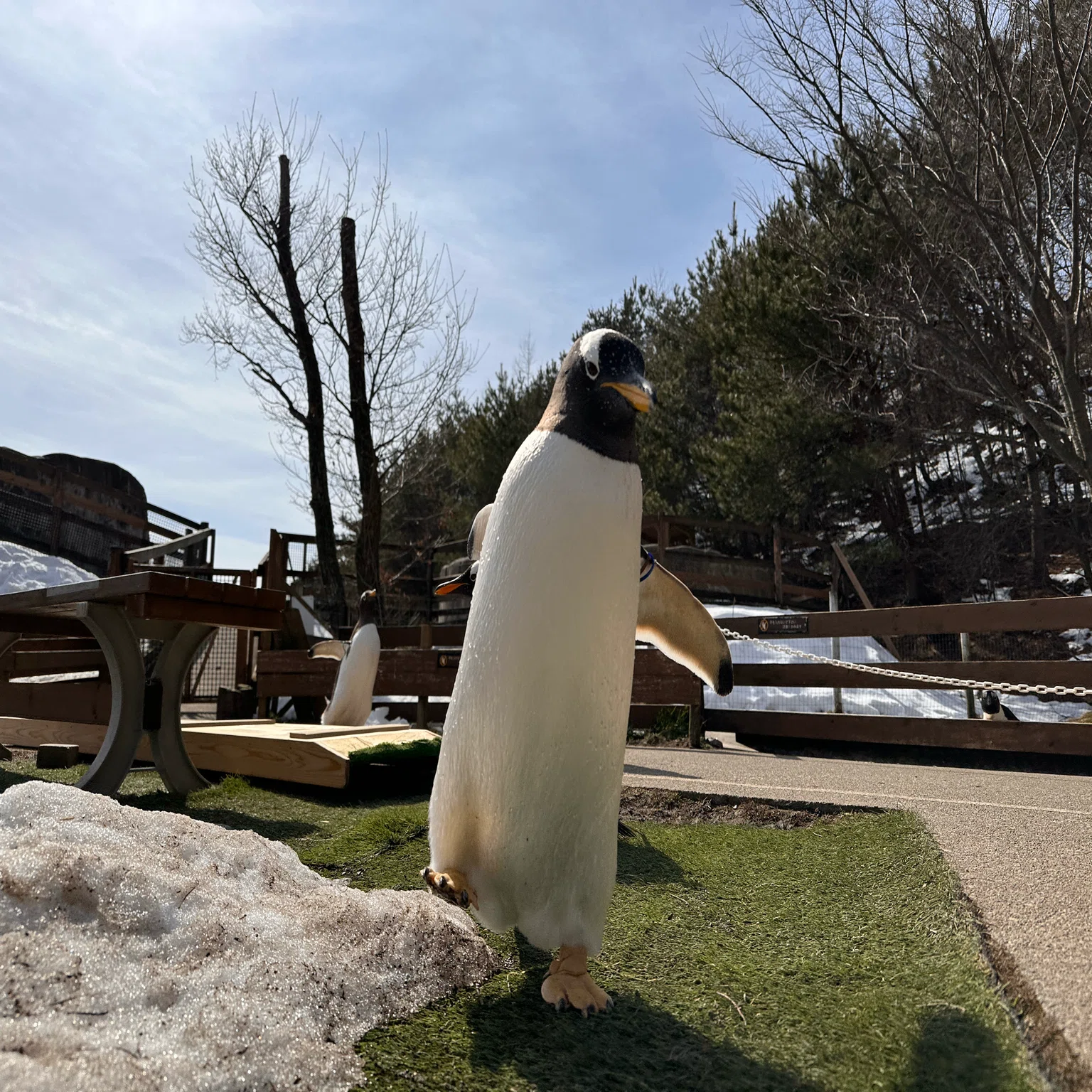最近のジェンツーペンギンたち｜那須どうぶつ王国公式note