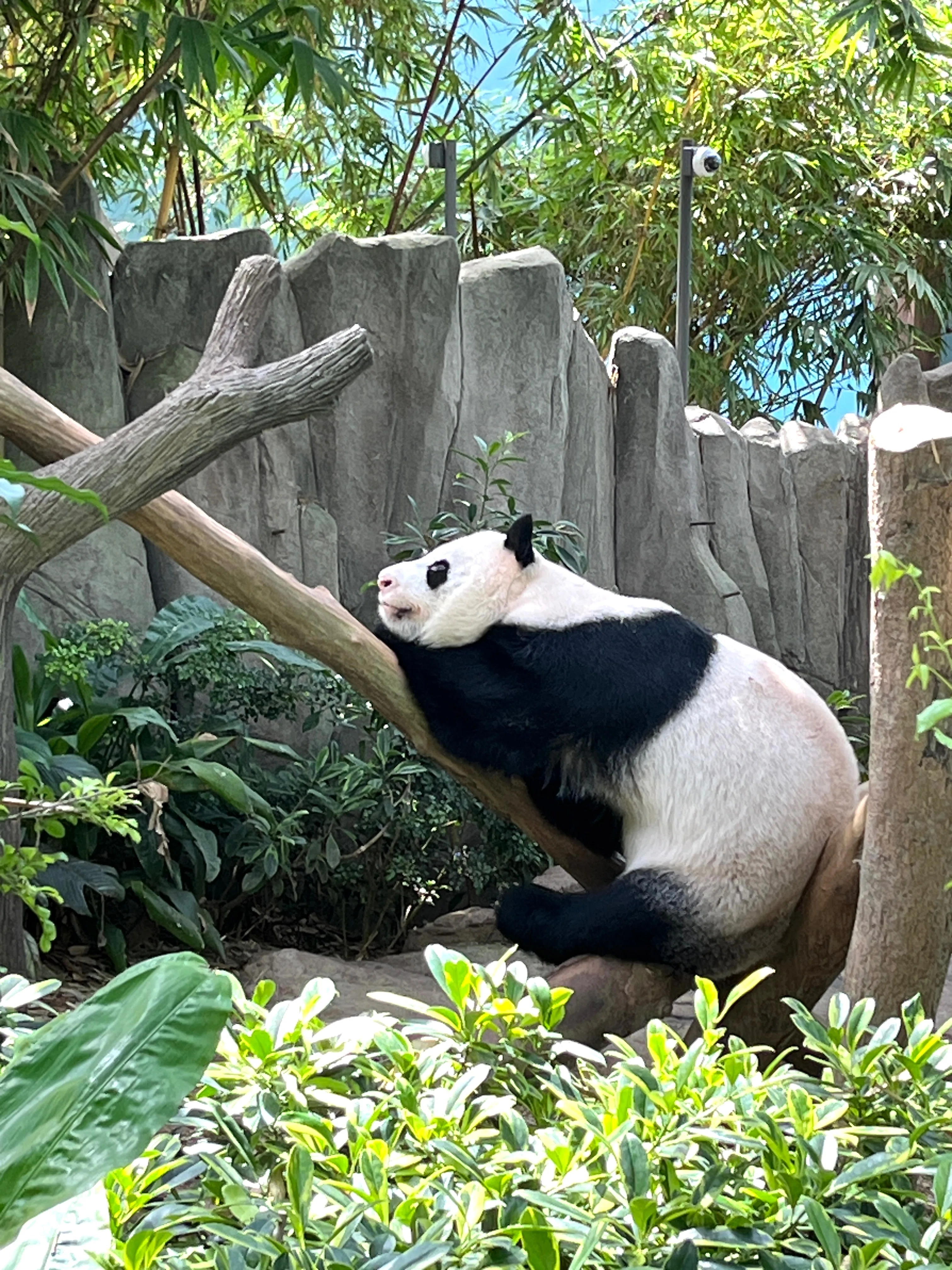 パンダ  (H-082) シンガポールのパンダは冷房の中でのびのび過ごしていた｜わん吉