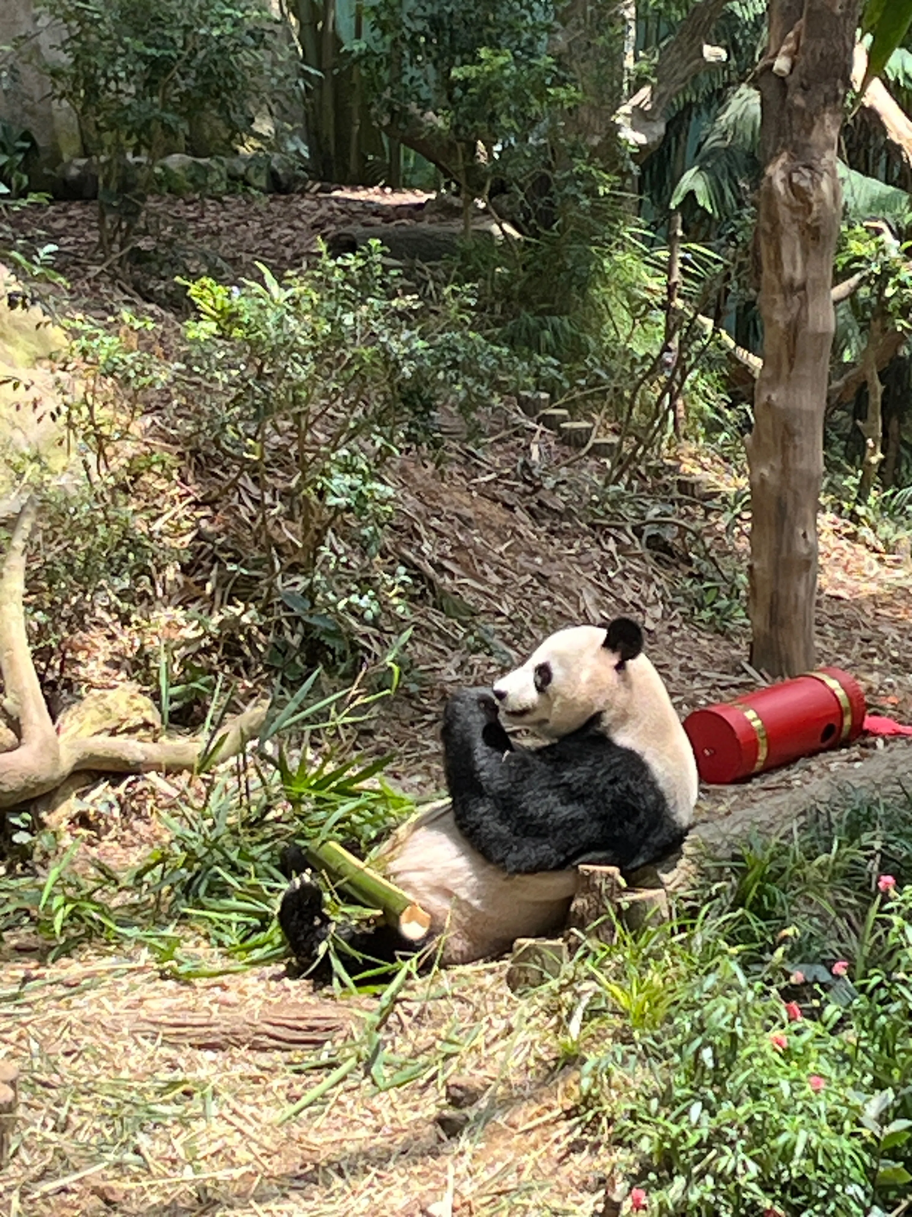 シンガポールのパンダは冷房の中でのびのび過ごしていた｜わん吉