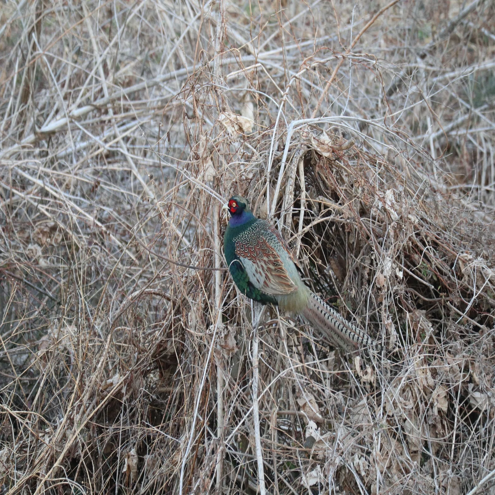 鳥の話をさせてください｜フォレスト出版