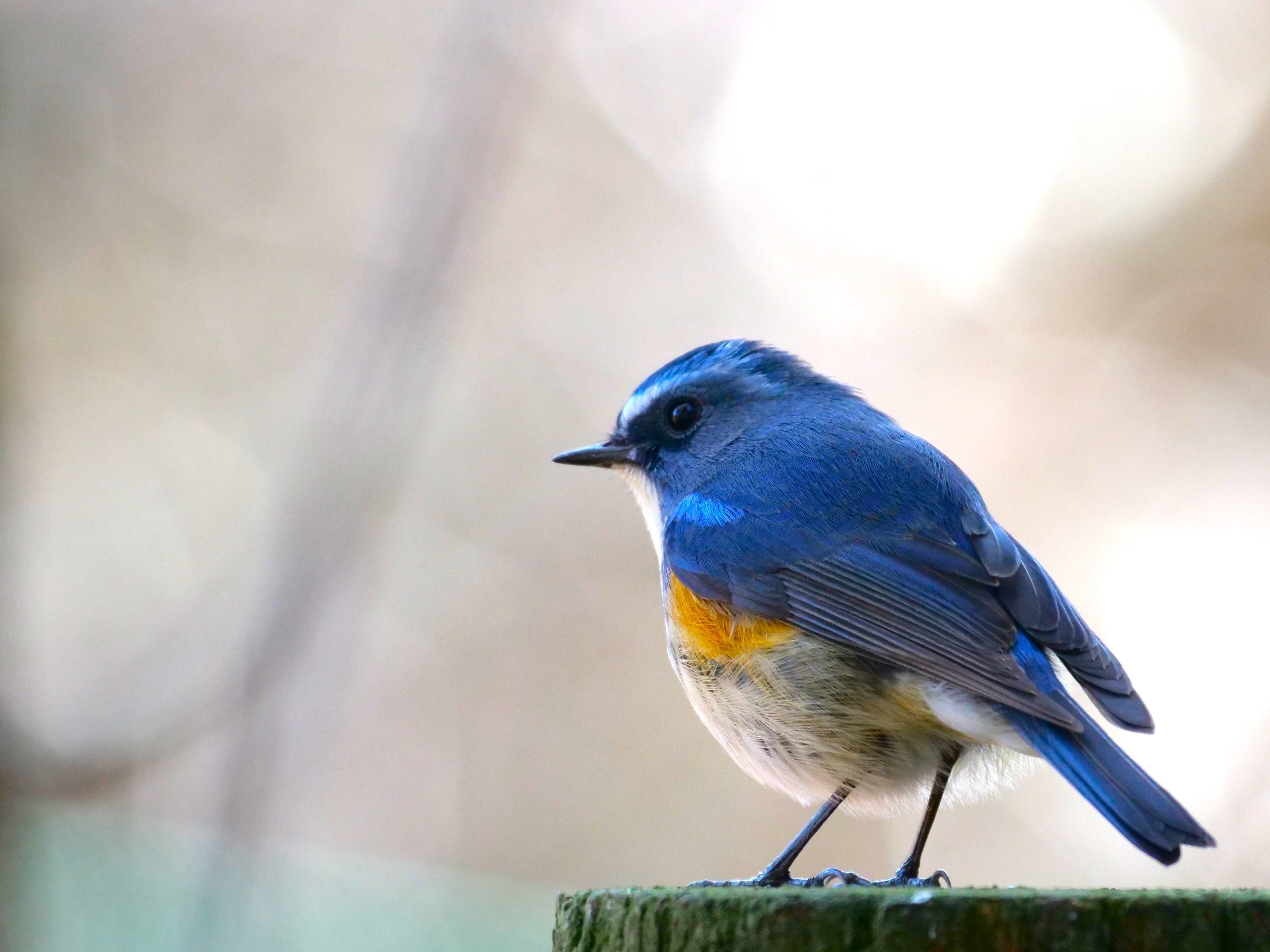 野鳥が好きです!#106「青い鳥ルリビタキ!!」｜take 🎸全ての人が自由に