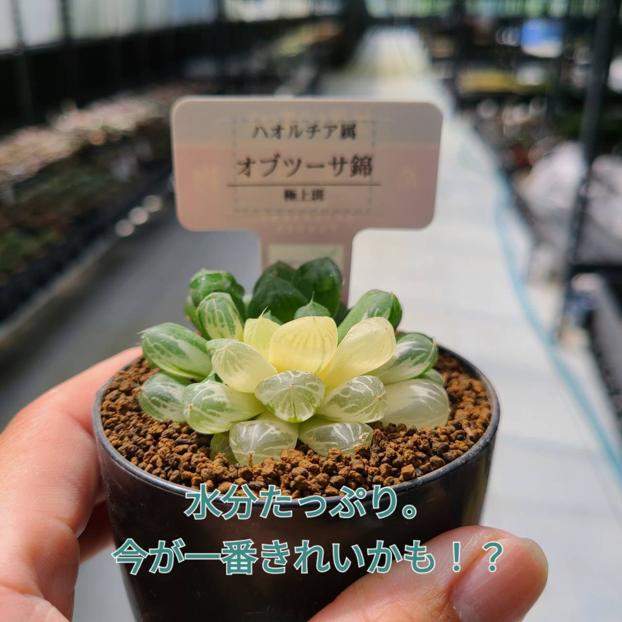 ハオルチア 魔王オブツーサ錦 希少ハオルチア：オブツーサ錦（極上斑