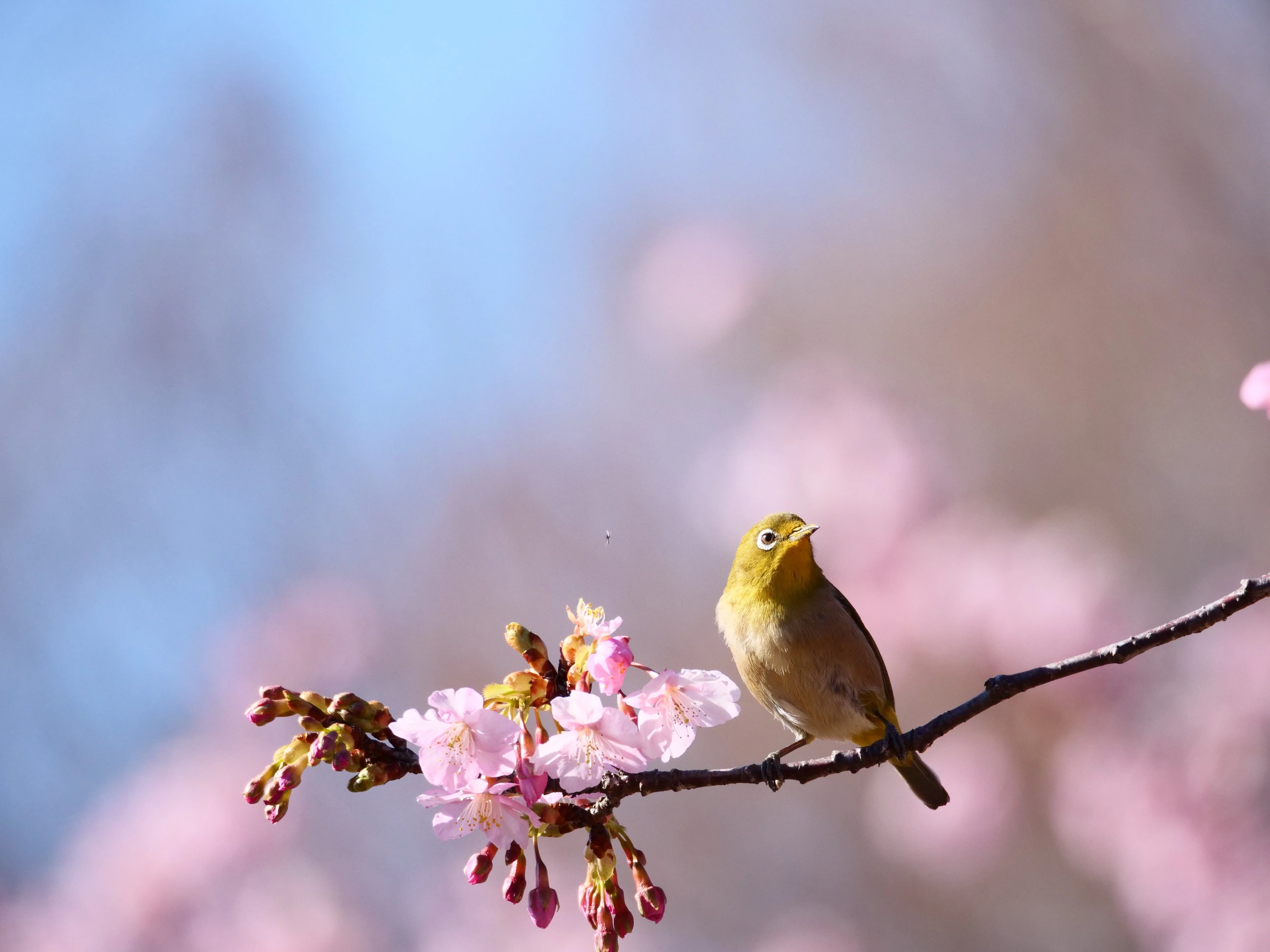 私がウメジローを何万枚も撮影する理由｜はじめ