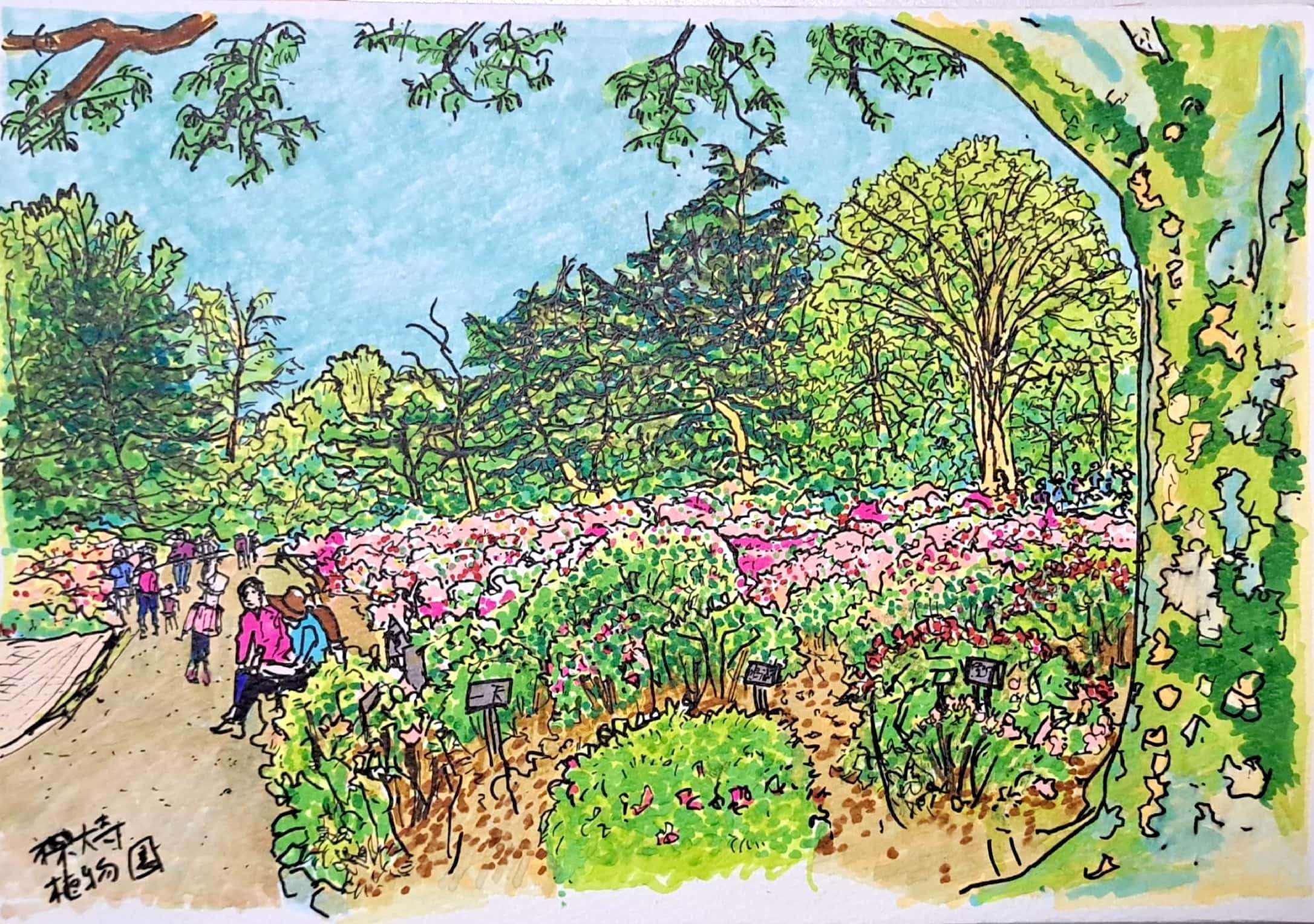 私のスケッチポイント／作品紹介あれこれ＞調布市・神代植物公園のバラ