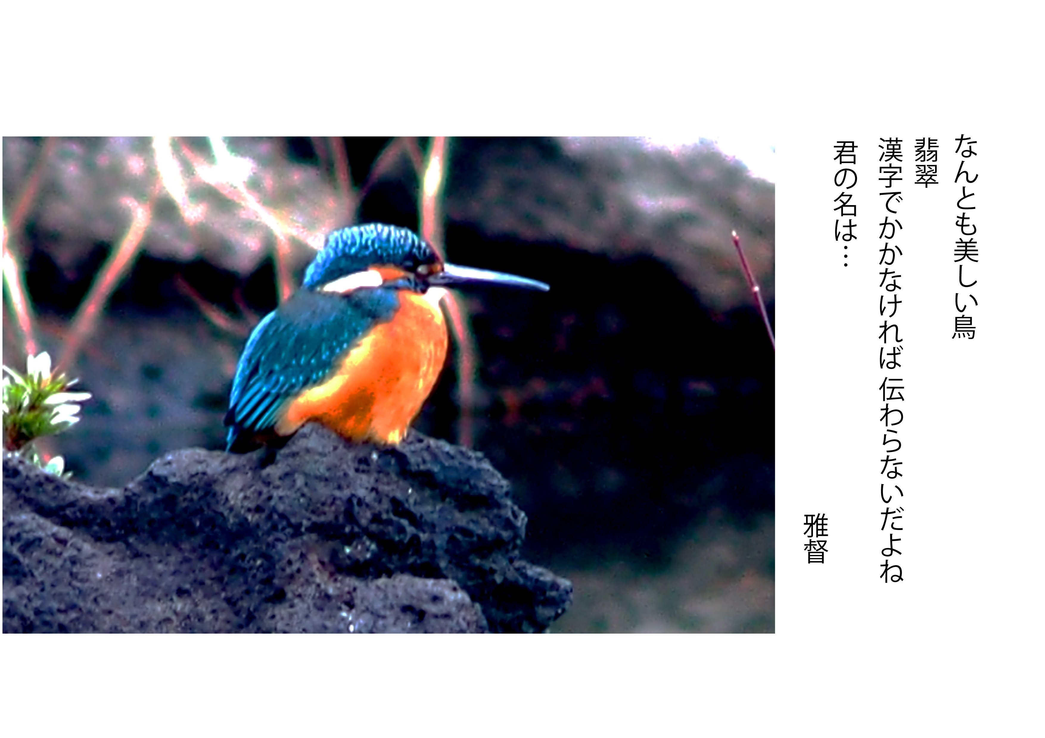 写真を愉しむ なんとも美しい鳥 翡翠（カワセミ）｜gatokukubo