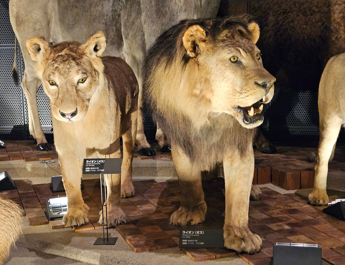 The Lost Universe 古代の巨大ネコ②巨大ライオン｜美原さつき 
