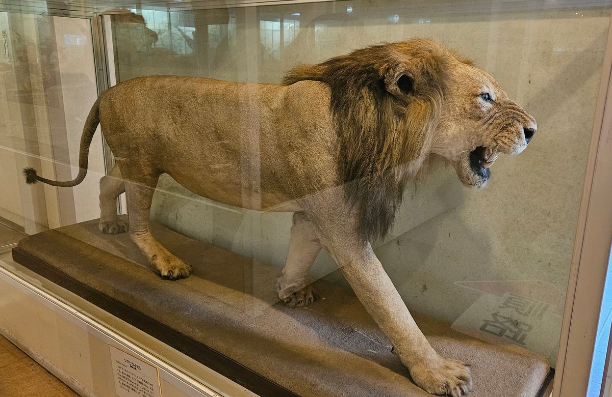 The Lost Universe 古代の巨大ネコ②巨大ライオン｜美原さつき 