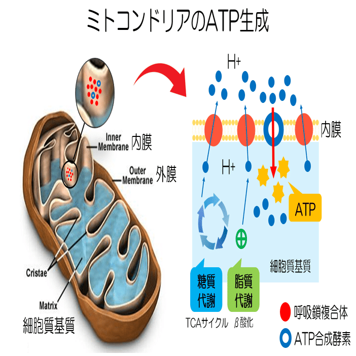 ミトコンドリア ミトコンドリアの離れ業 -エピソード2-｜KAWASAKI