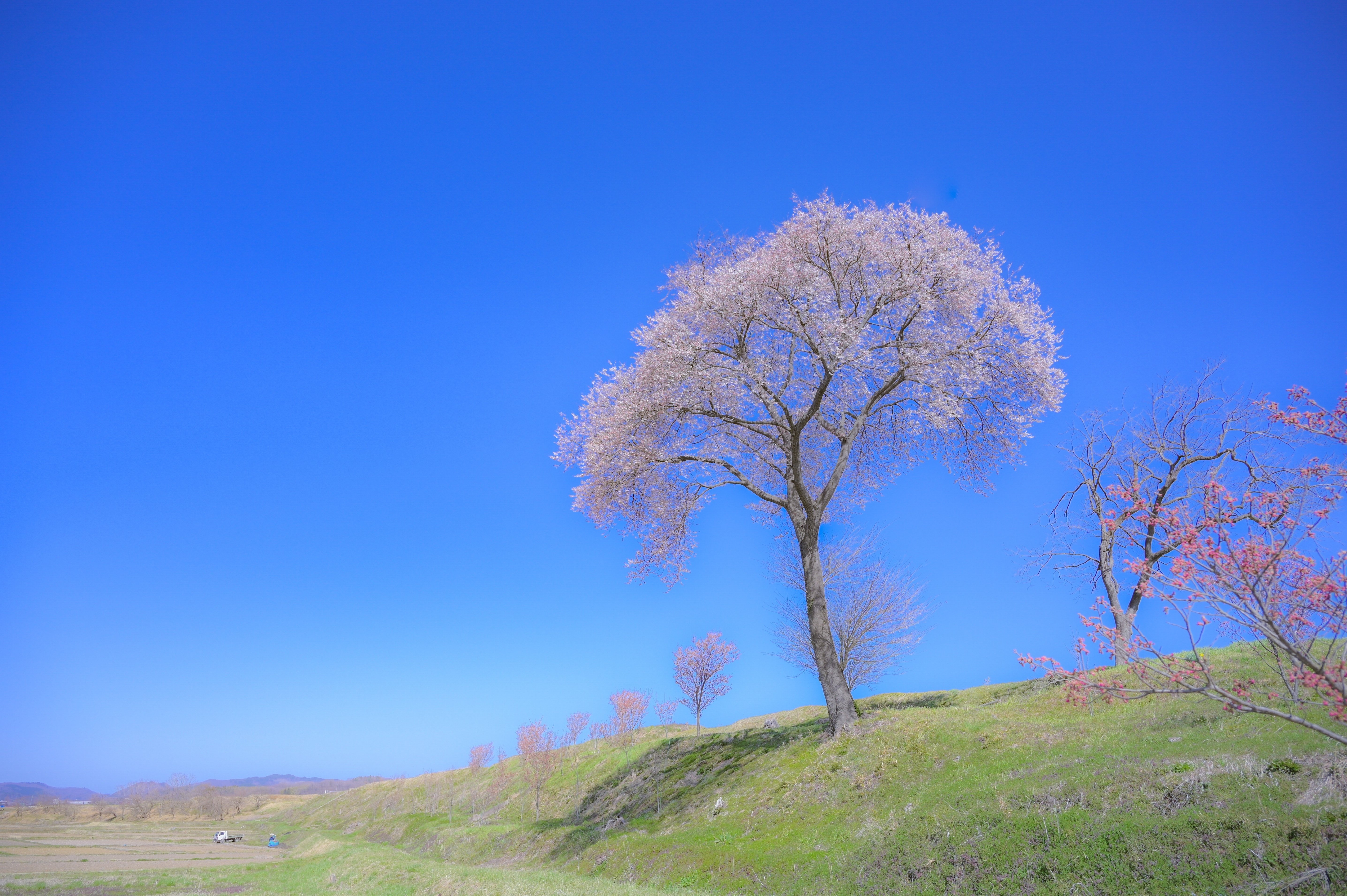 桜を撮る前に｜橘内清隆 | だて市政だより前担当者の「広報写真」note