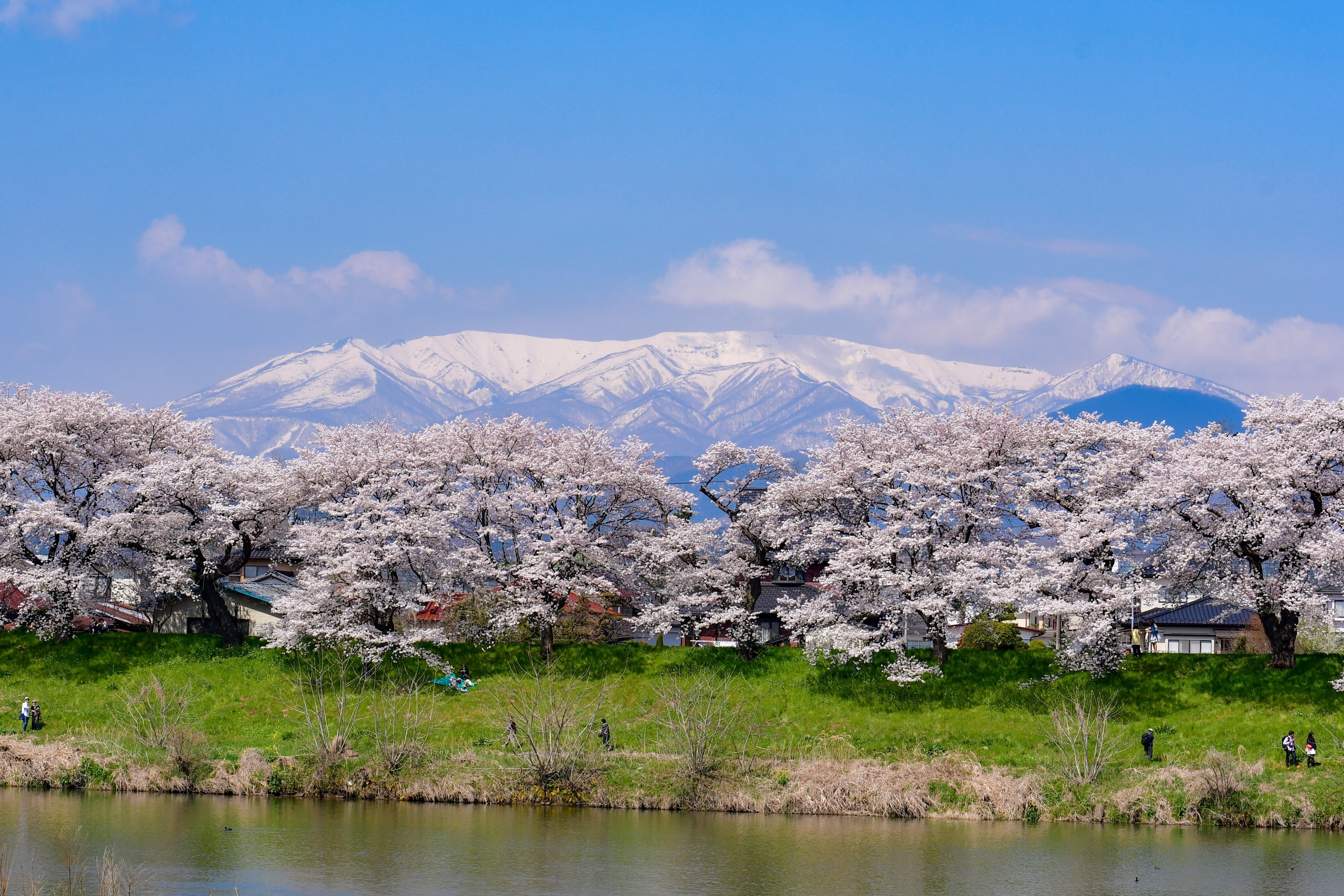 桜を撮る前に｜橘内清隆 | だて市政だより前担当者の「広報写真」note