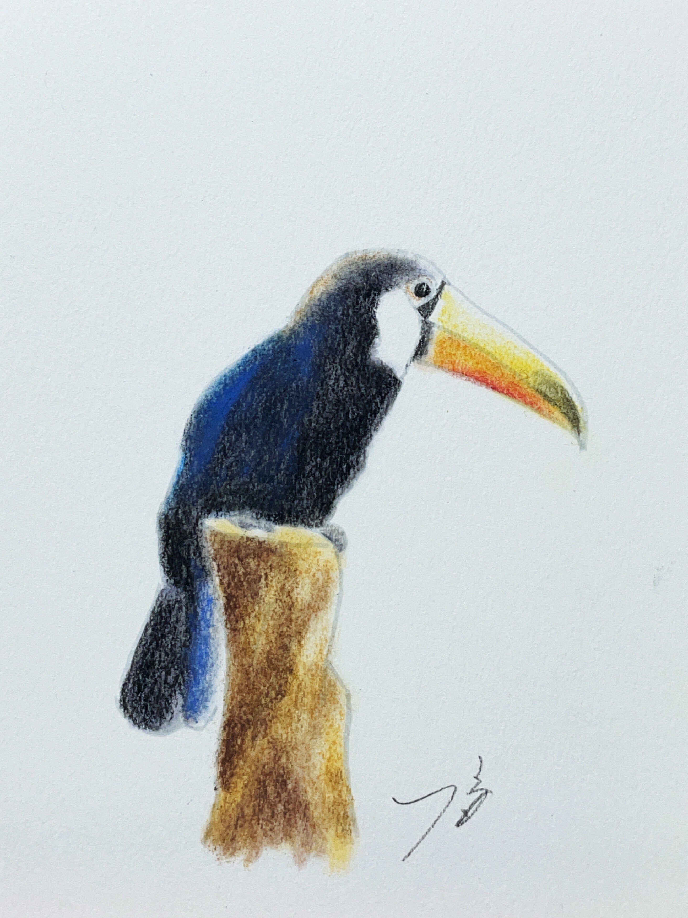 パステル画作品集]鳥にも色々ありまして｜てぃーが Pastel Artist