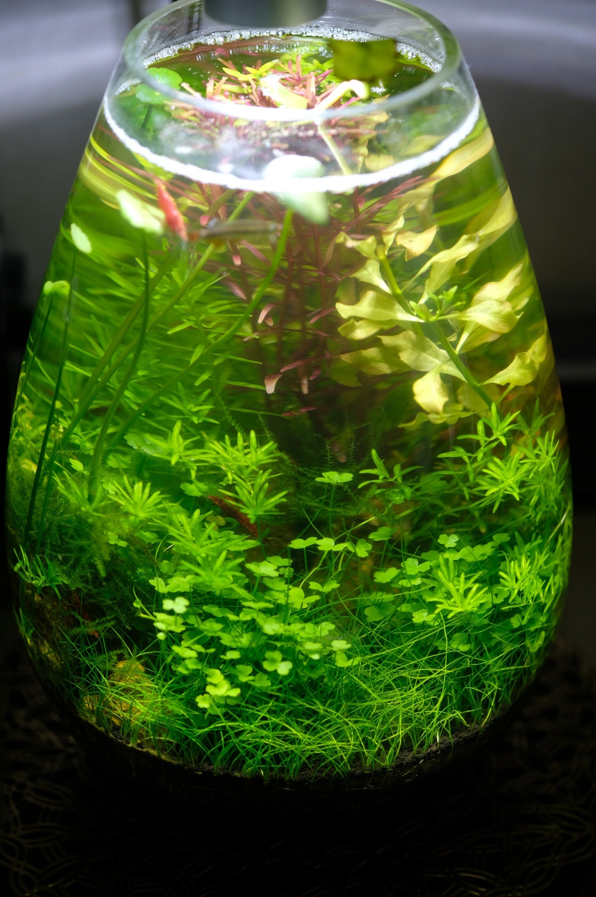 15cm小型水槽＆ボトルアクアリウム・小さな自然のサイクル（動画に