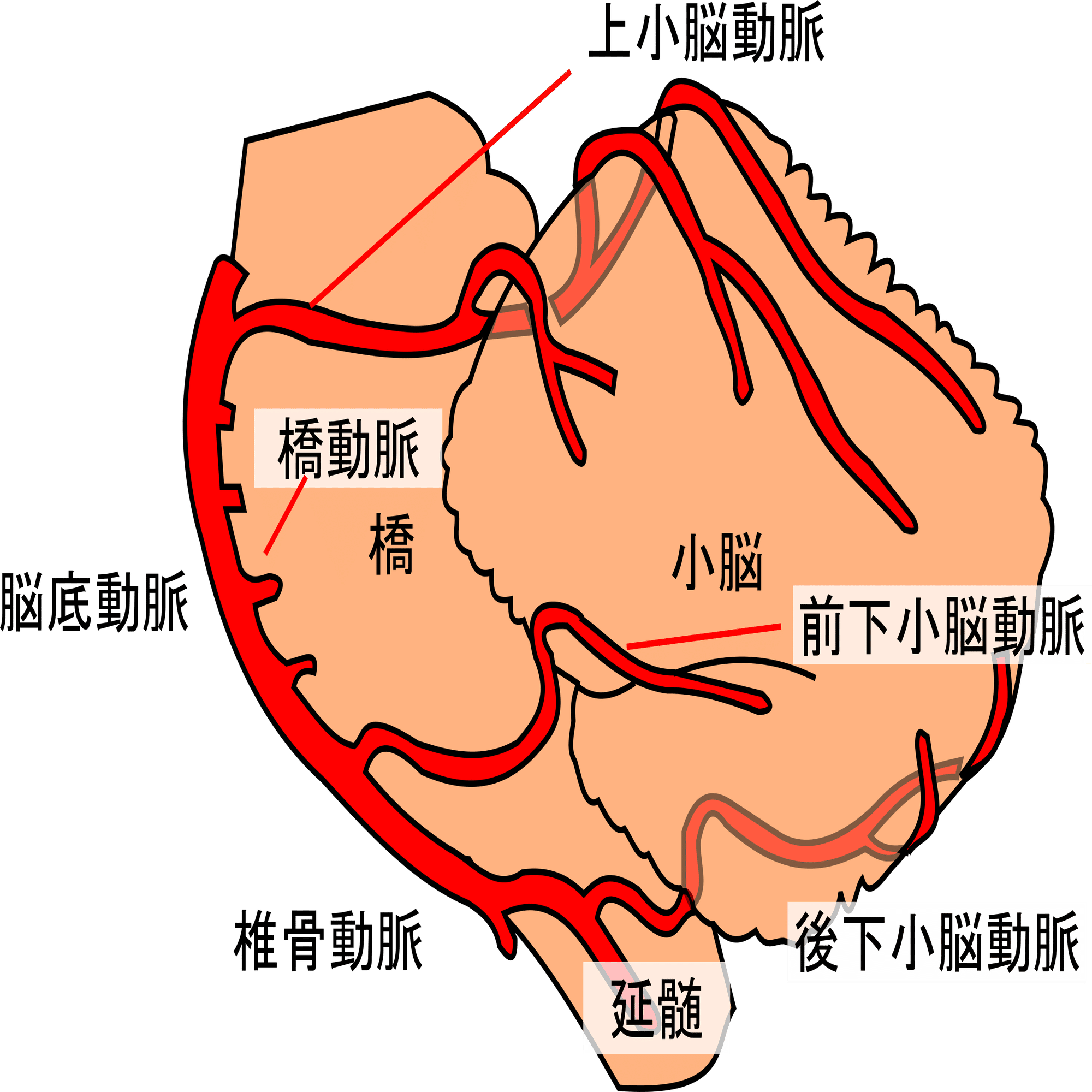 脳血管模型(内頚動脈・椎骨動脈・脳静脈) 内頚動脈、椎骨動脈の起始と