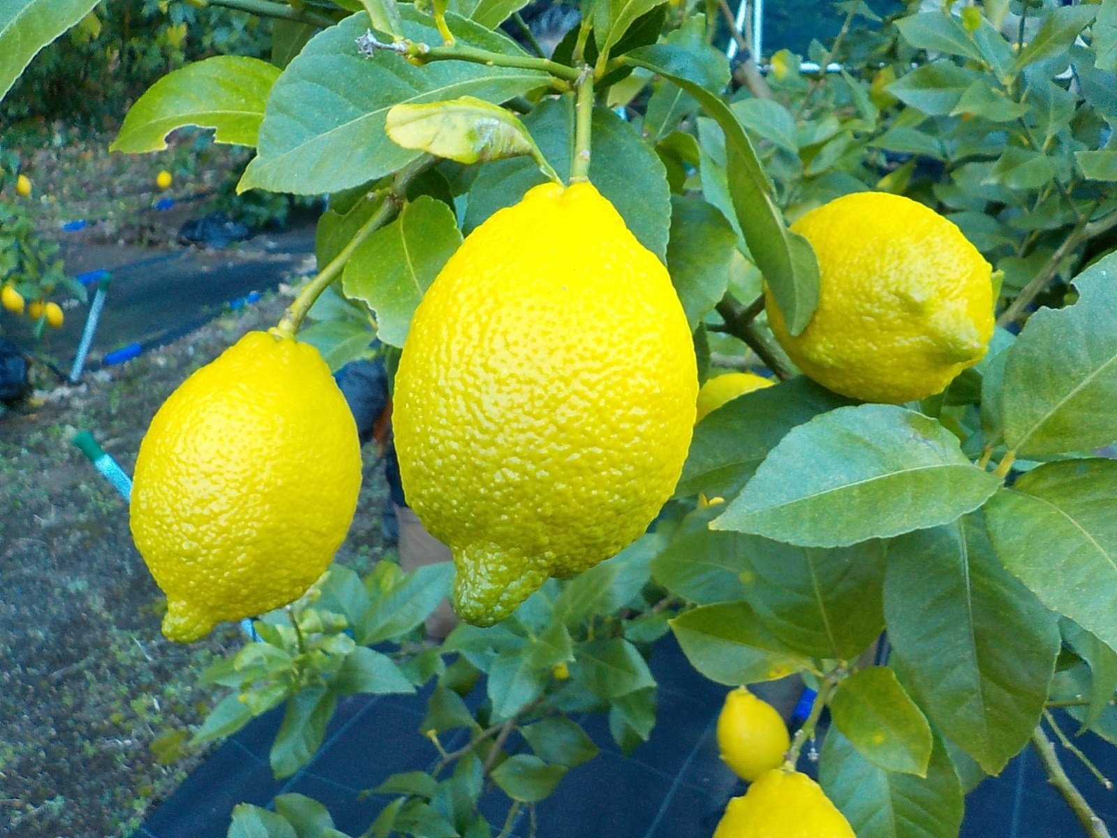 連載】三宅島産レモンを使ってみようシリーズ 第0回「三宅のレモン事情