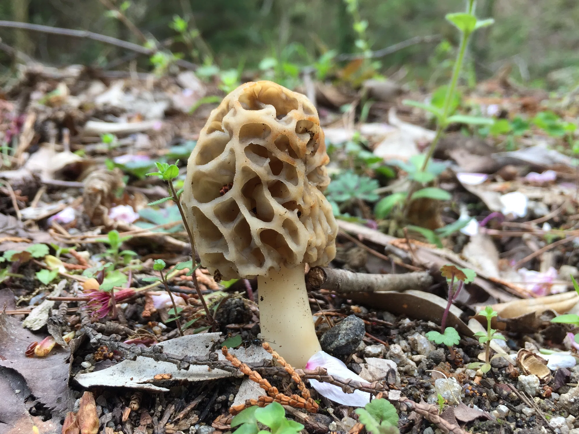 アミガサタケのなかまたち(網笠茸)Morchellaceae | きのこびと