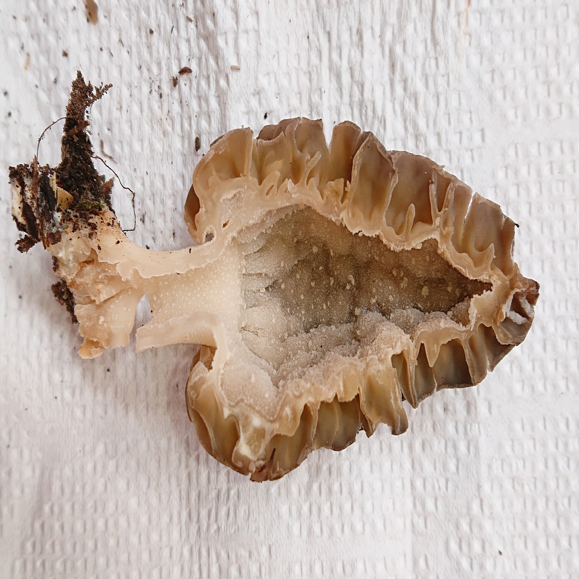 アミガサタケのなかまたち(網笠茸)Morchellaceae | きのこびと