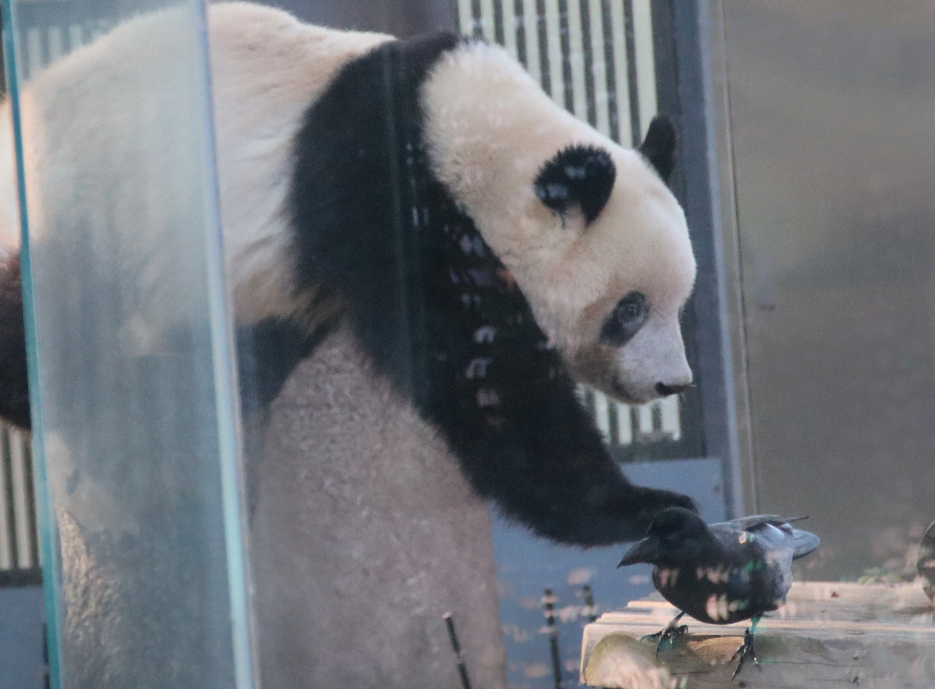 上野動物園に住むカラスたち｜tatami