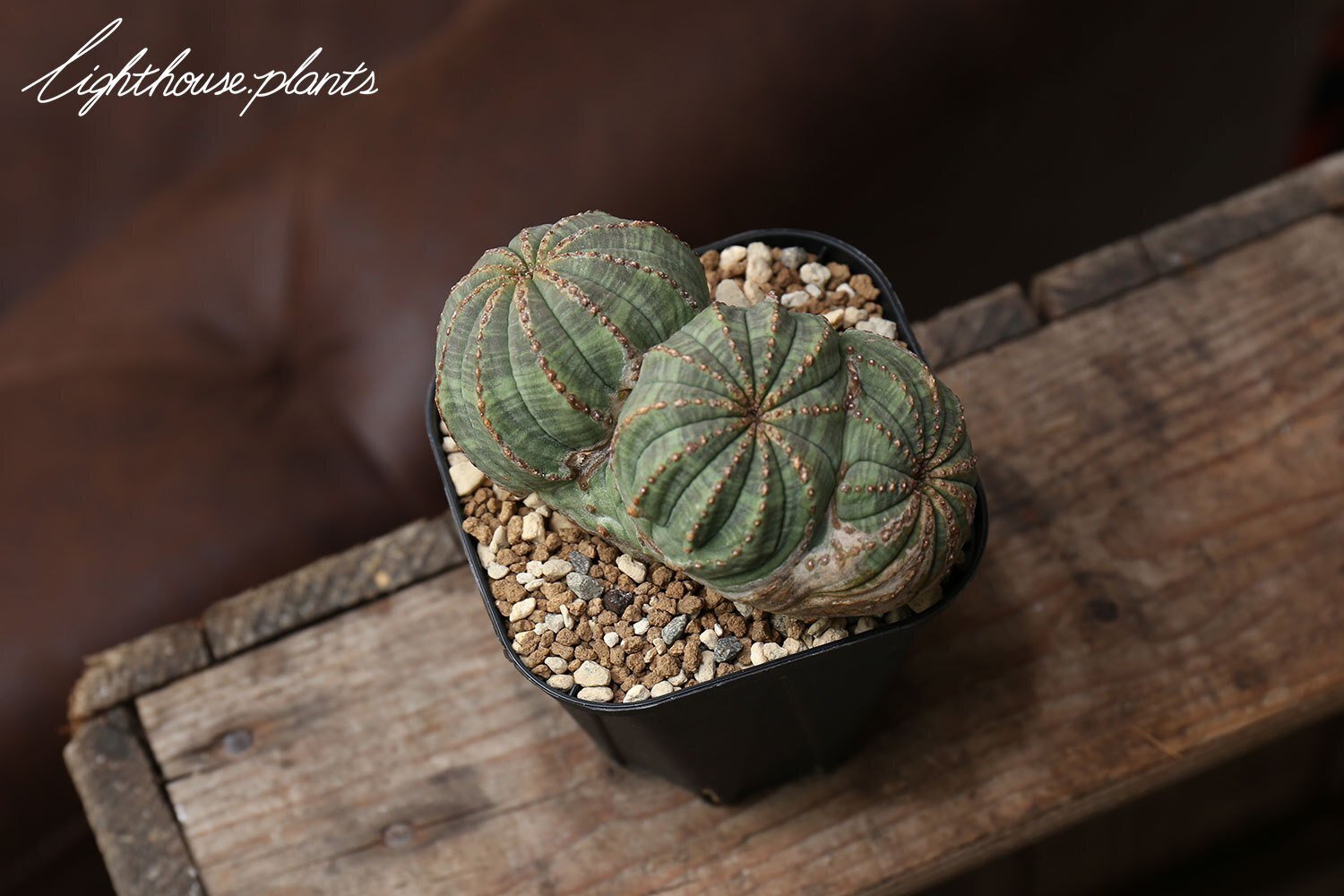 希少なフュージョン トリプルヘッド！白く木質化した稜と相まって最高