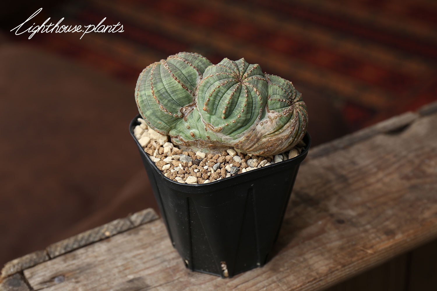 希少なフュージョン トリプルヘッド！白く木質化した稜と相まって最高