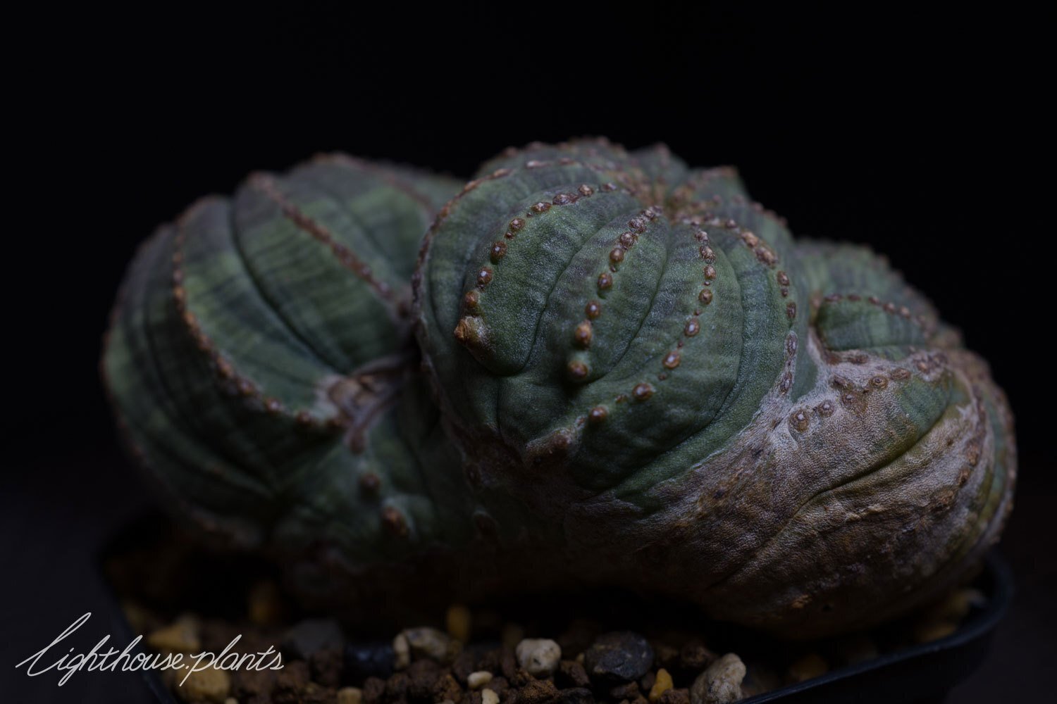 2頭 ダブルヘッド ユーフォルビアオベサ 現地球 発根済み 加藤裕章 y鉢付き 希少なフュージョン トリプルヘッド！白く木質化した稜と