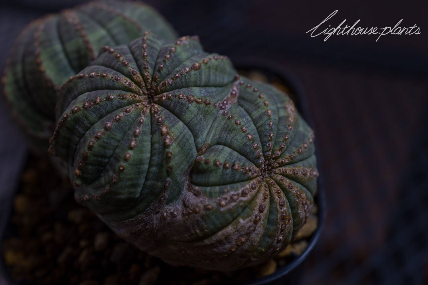 希少なフュージョン トリプルヘッド！白く木質化した稜と相まって最高