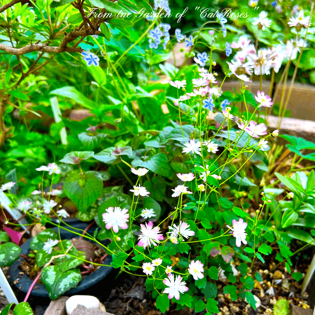 この春から初めてみませんか？ひと鉢の山野草｜Cat rose