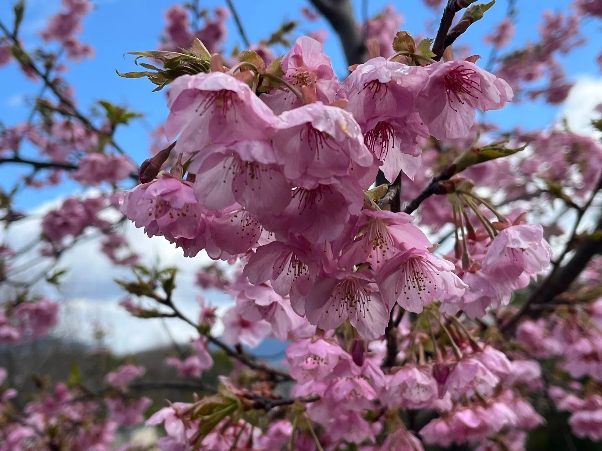 春と風 意外に見える 黄色花 ミモザの前に 集いしモデル｜南河内