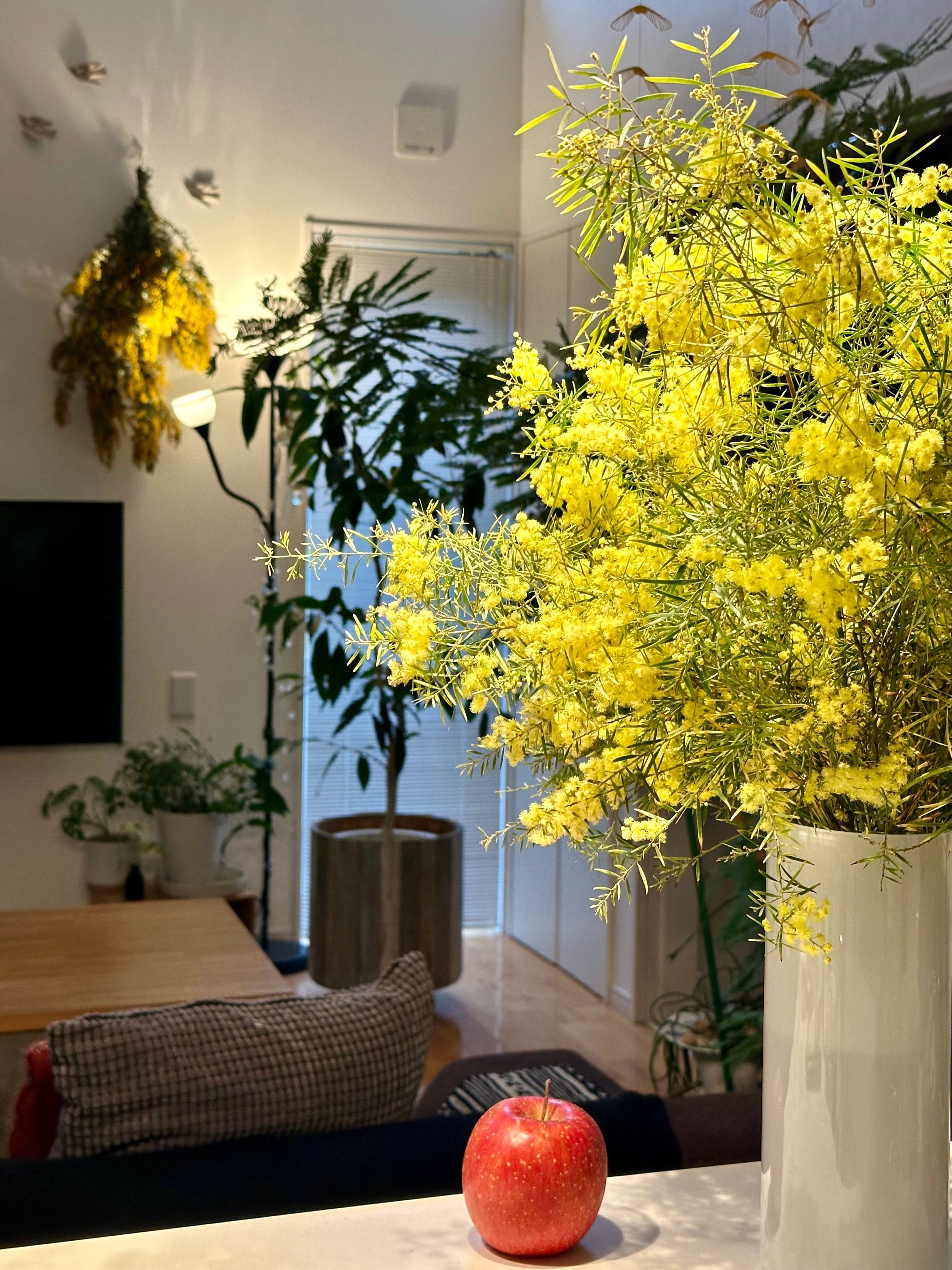 春の庭から》noteから毎年のミモザを振り返りとわが家のミモザもご紹介