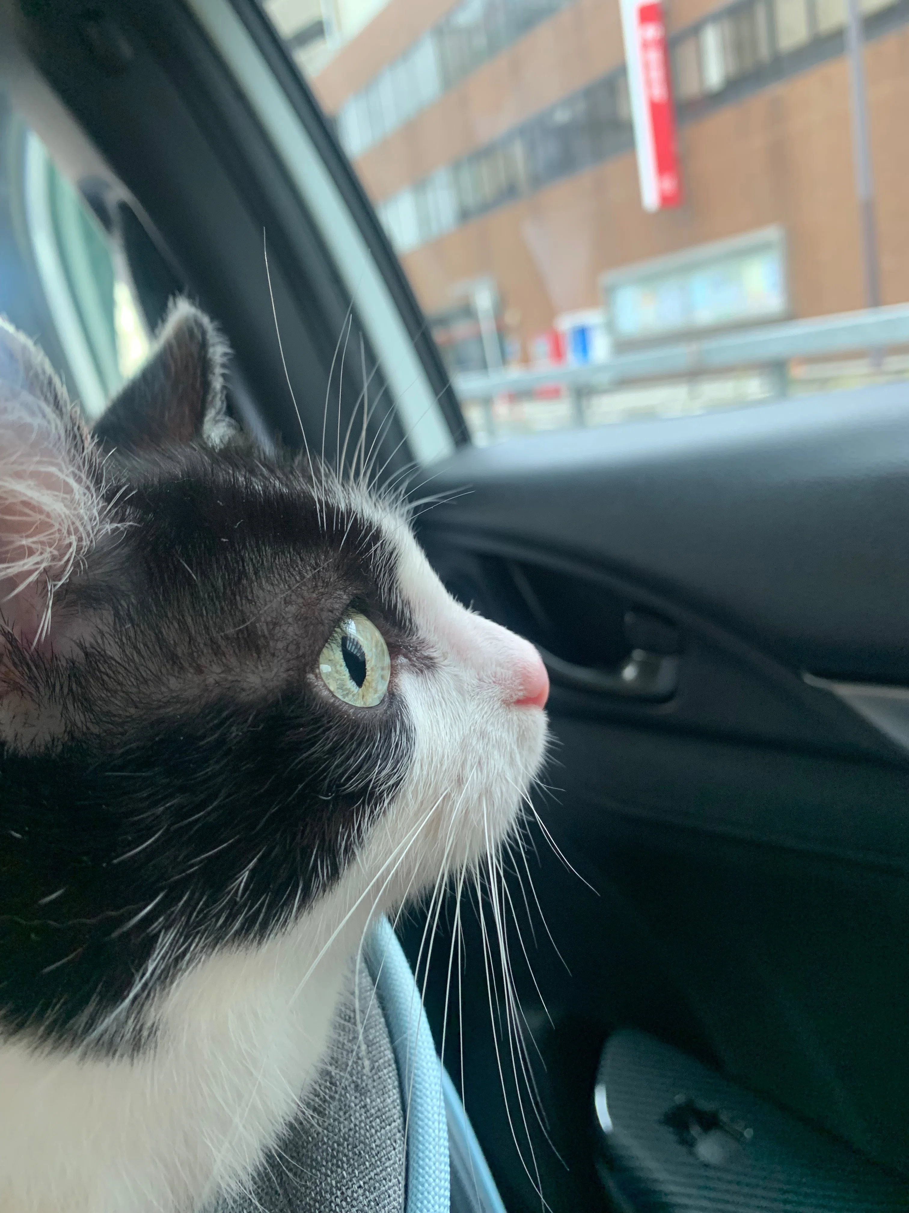 猫と飛行機の旅 Part4 Fliegen mit Katze｜Miki Uesato