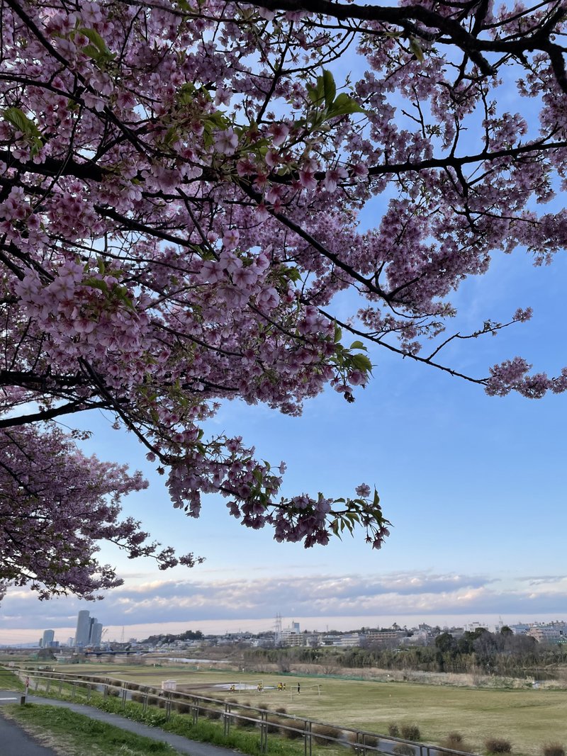 多摩川の土手に沿って続く桜並木。河津桜に始まり、3月下旬にかけて各種の桜が開花していきます。いつものランニングコースに愉しみが増す季節がやってきました。