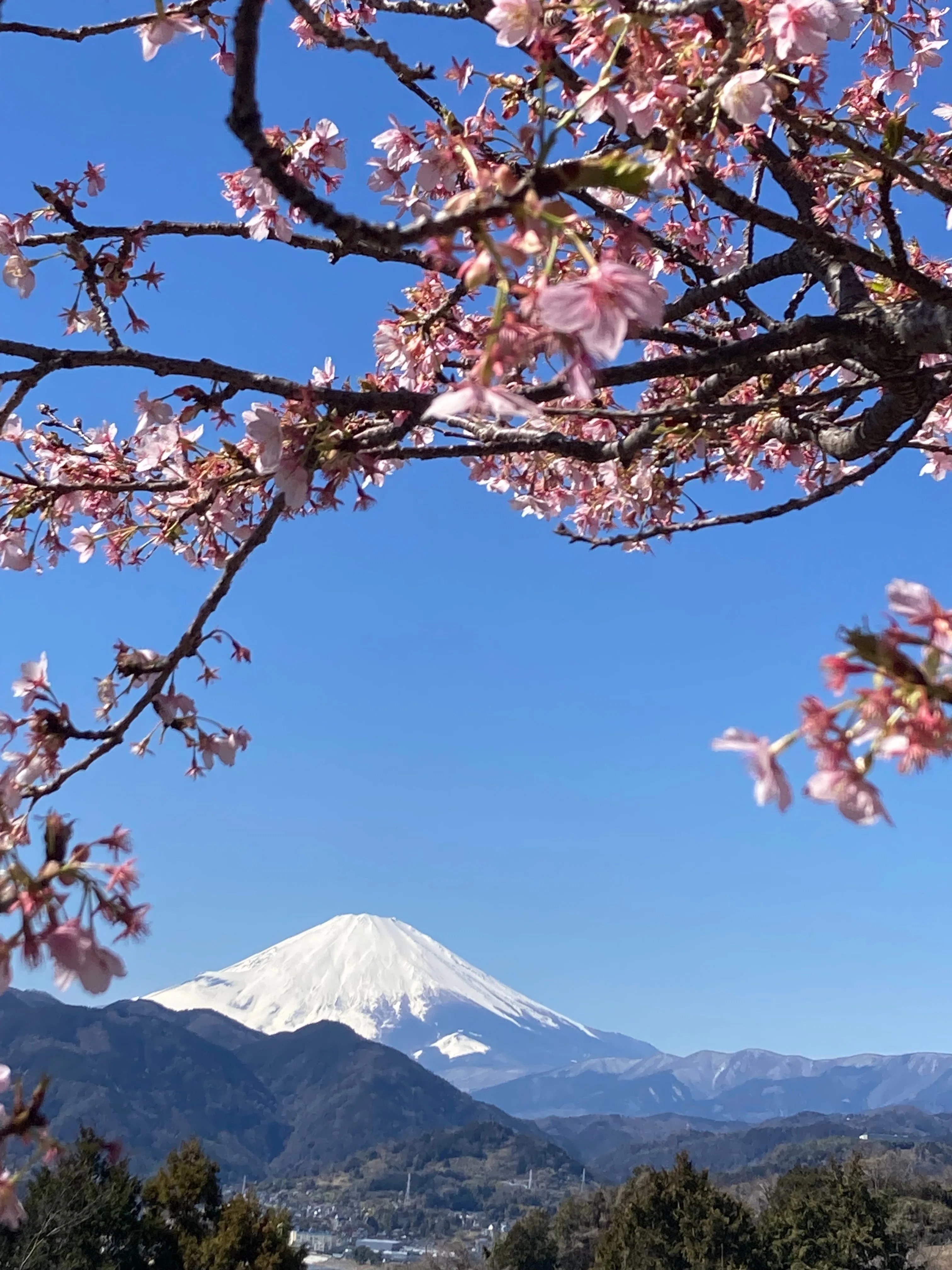 3月】春の訪れを感じる桜と菜花のトンヘルへ！＠神奈川県松田町
