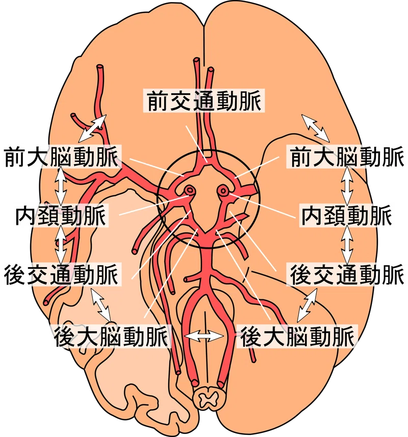 脳血管 ＃2-3 Willis動脈輪｜脳卒中リハビリテーション看護認定看護師の脳の中
