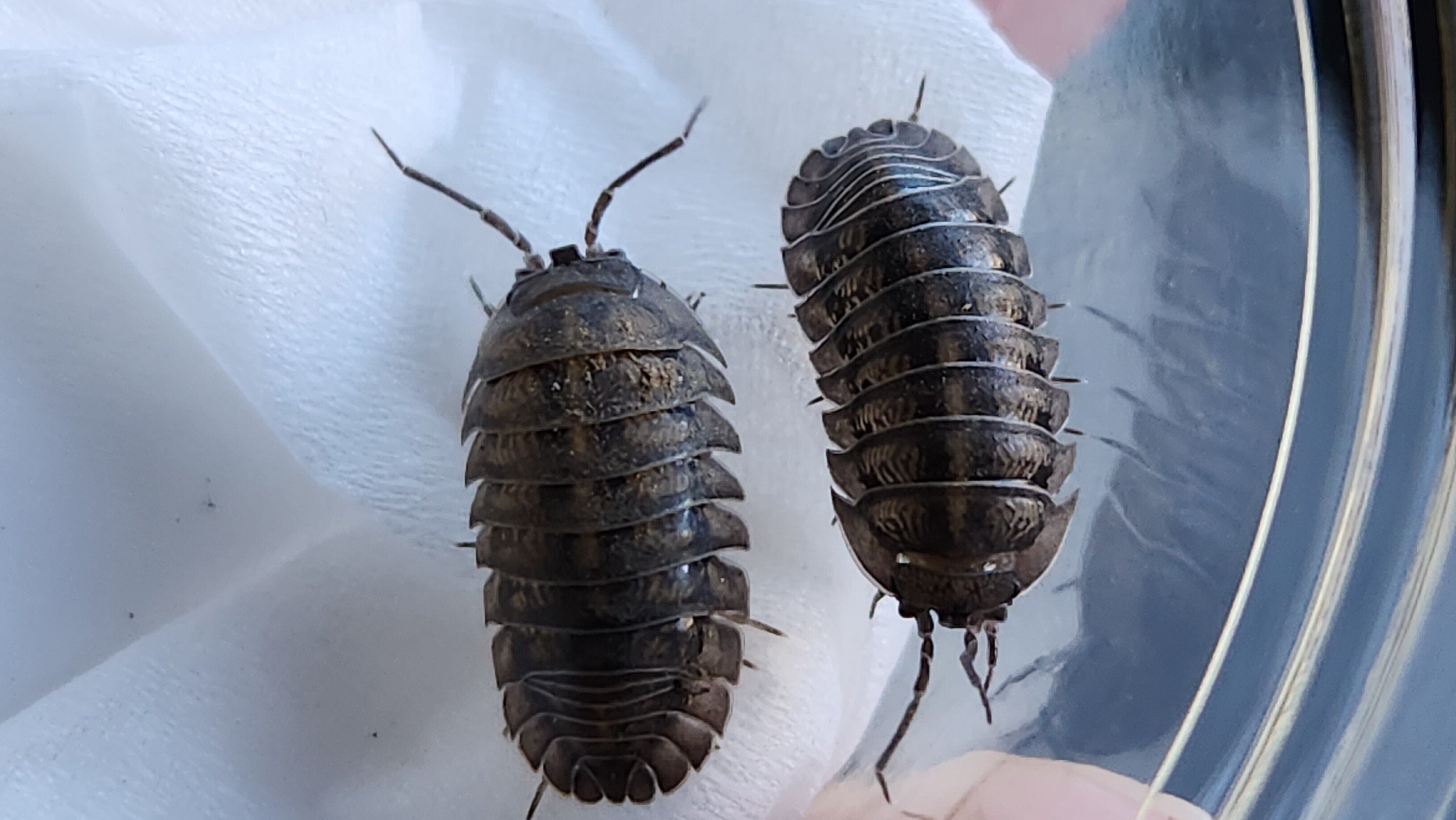 セグロコシビロダンゴムシ(Spherillo dorsalis)｜D