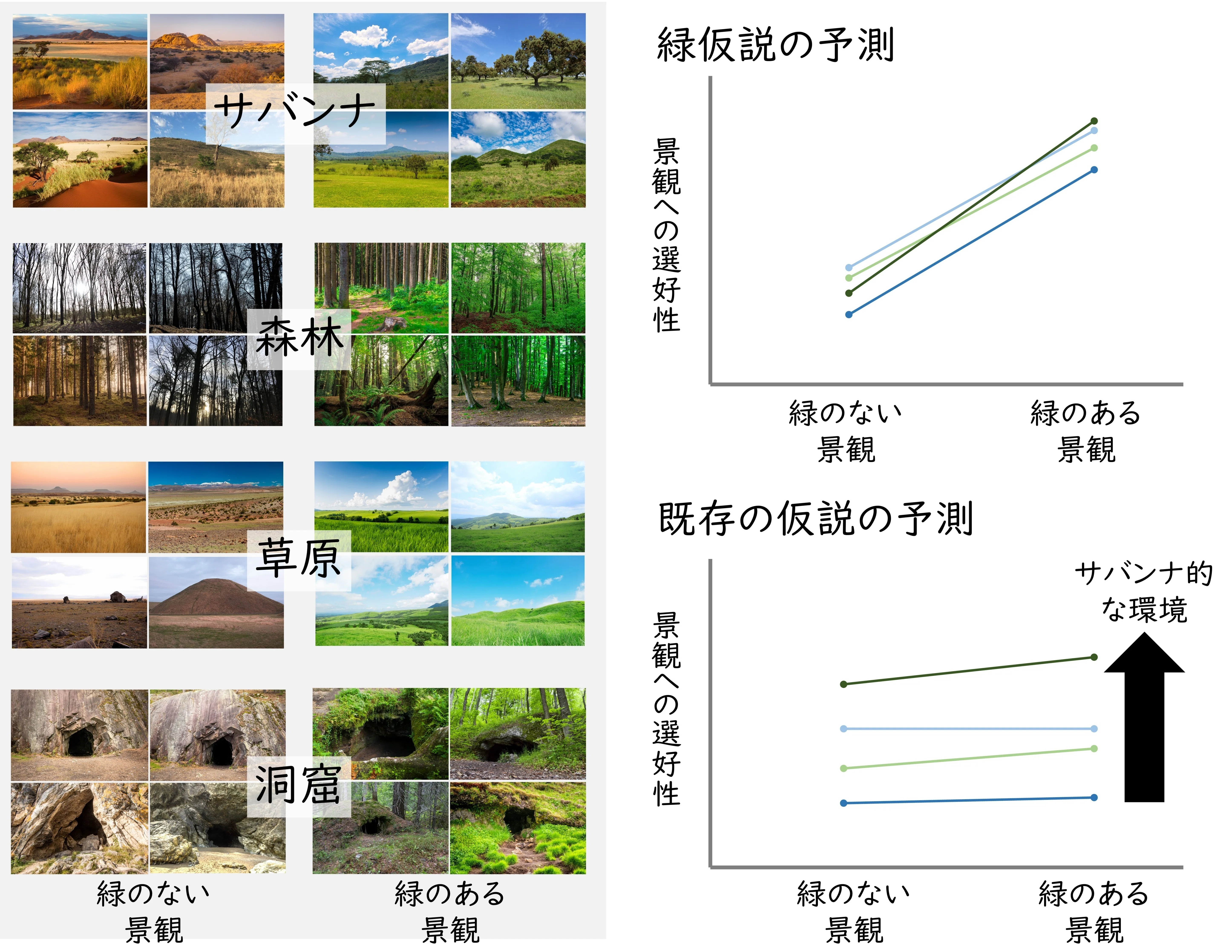 なぜ人は自然が好きで自然に癒されるのか？に関する進化的な仮説を提案