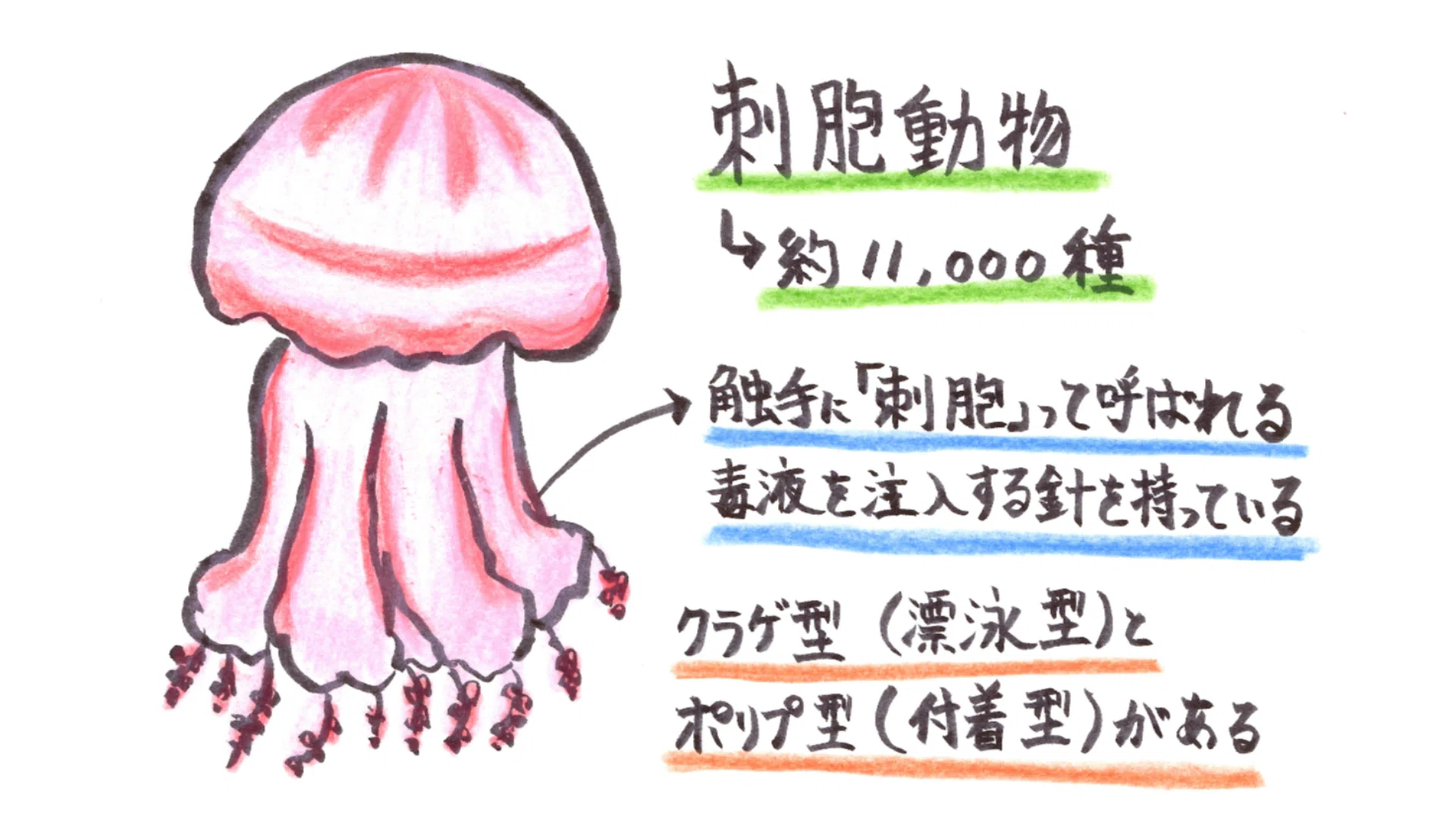 クラゲ 軟体 動物