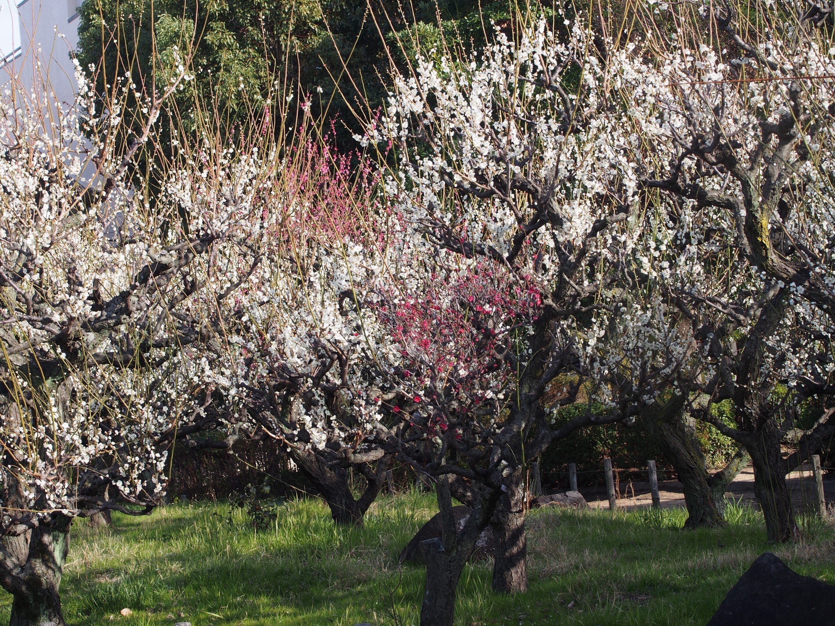 梅の木 2025年 八木のしだれ梅 - 出発前に知っておくべきことすべて